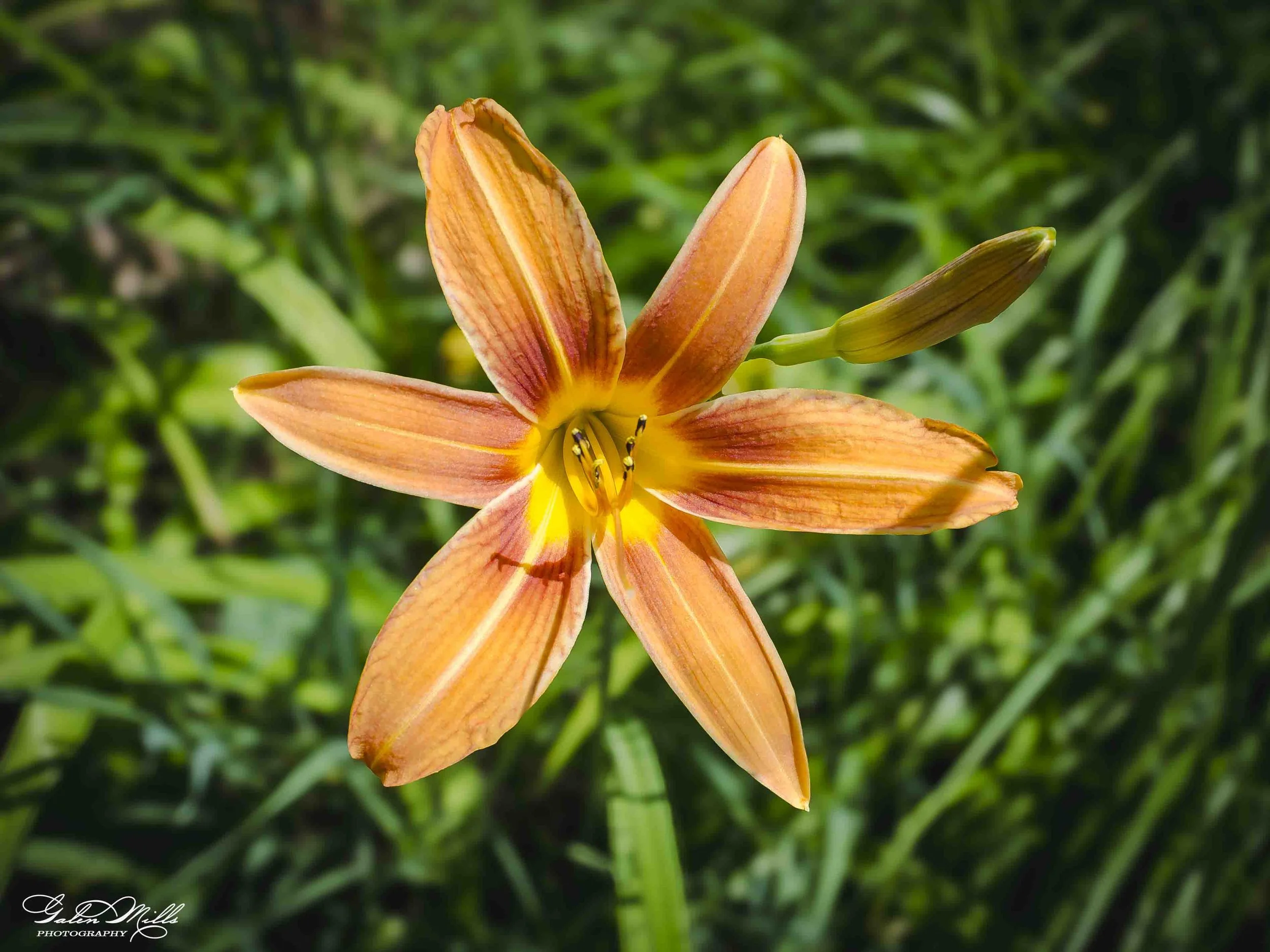 Close-up of an orange daylily flower with yellow and brown markings against green foliage background.