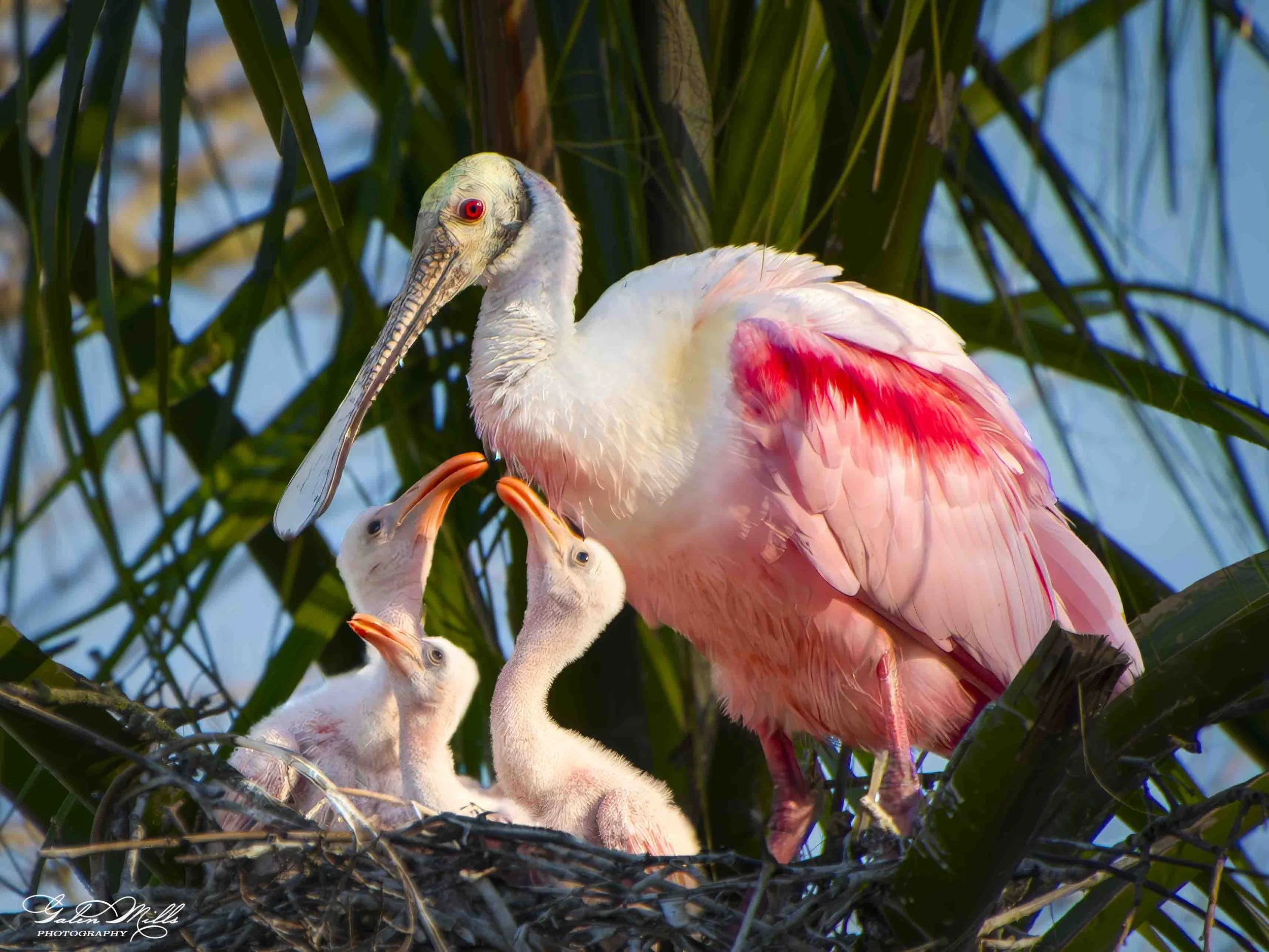 Water birds  Horz-79.jpg