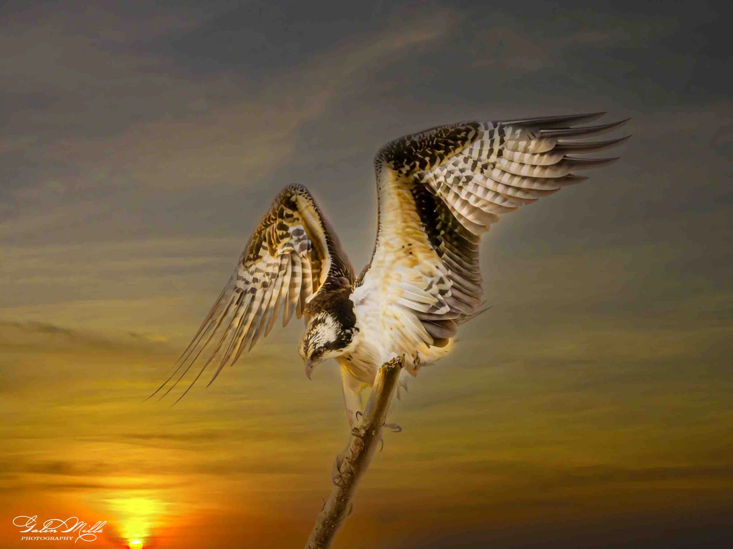 An osprey with outstretched wings perched on a branch during sunset, with a colorful sky in the background.