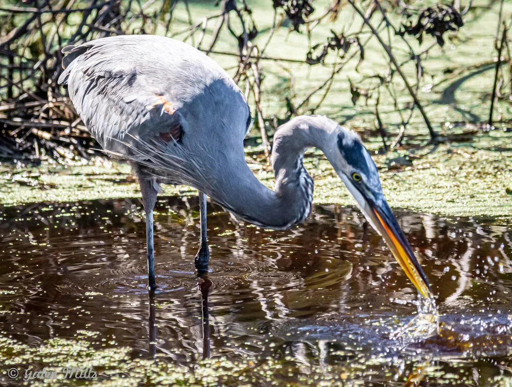 Great blue heron standing in shallow water, striking with its beak to catch prey.
