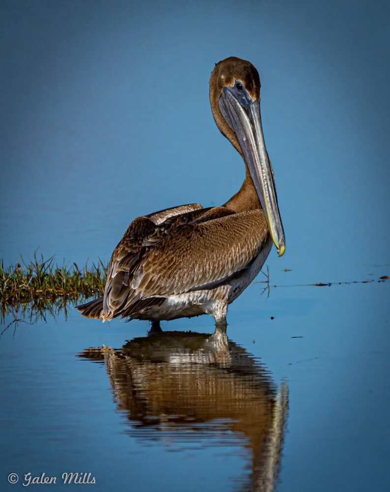 Brown pelican standing in shallow water, reflecting in the surface, with a clear blue sky background.
