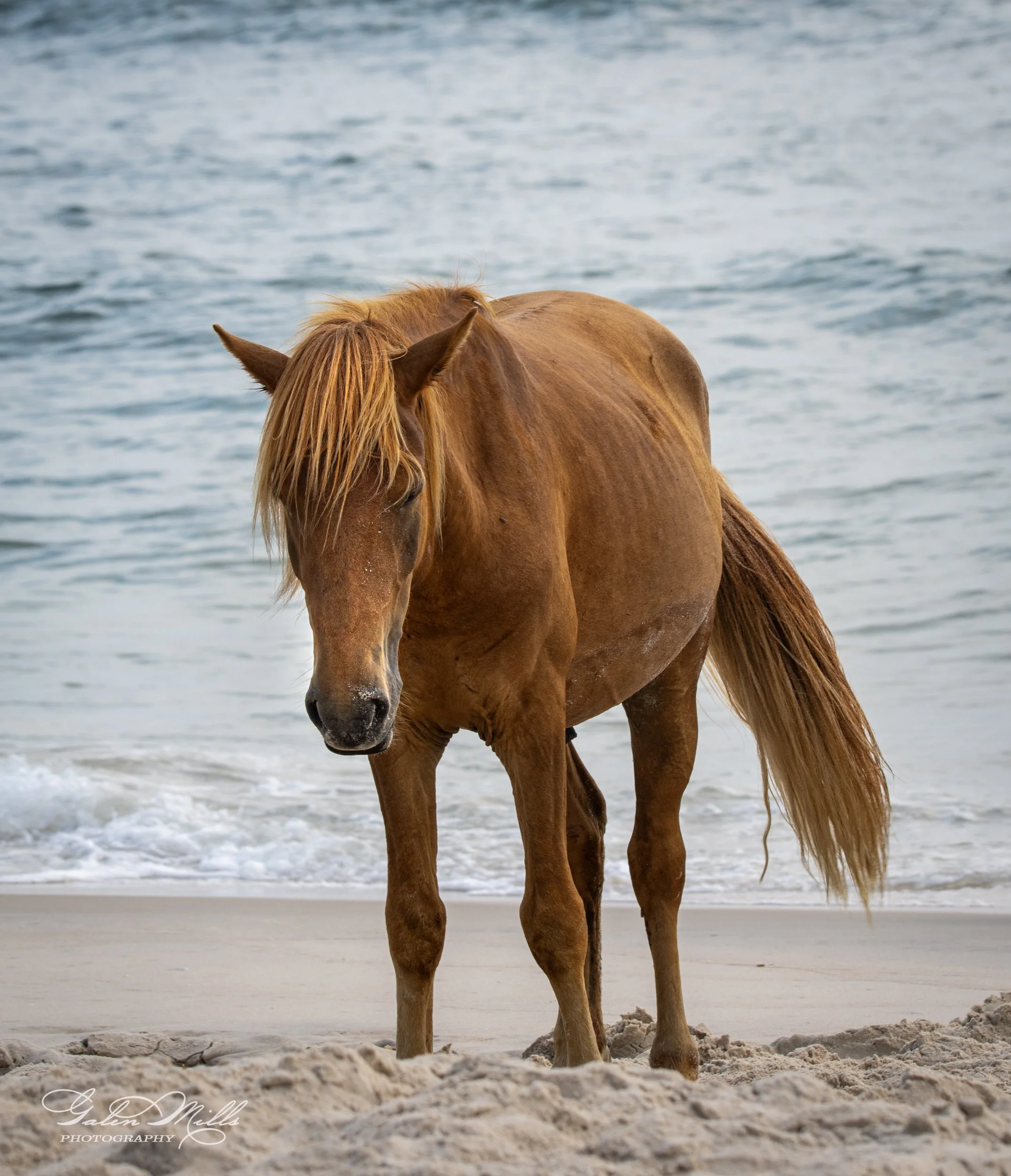 Brown horse standing on a sandy beach with ocean waves in the background.