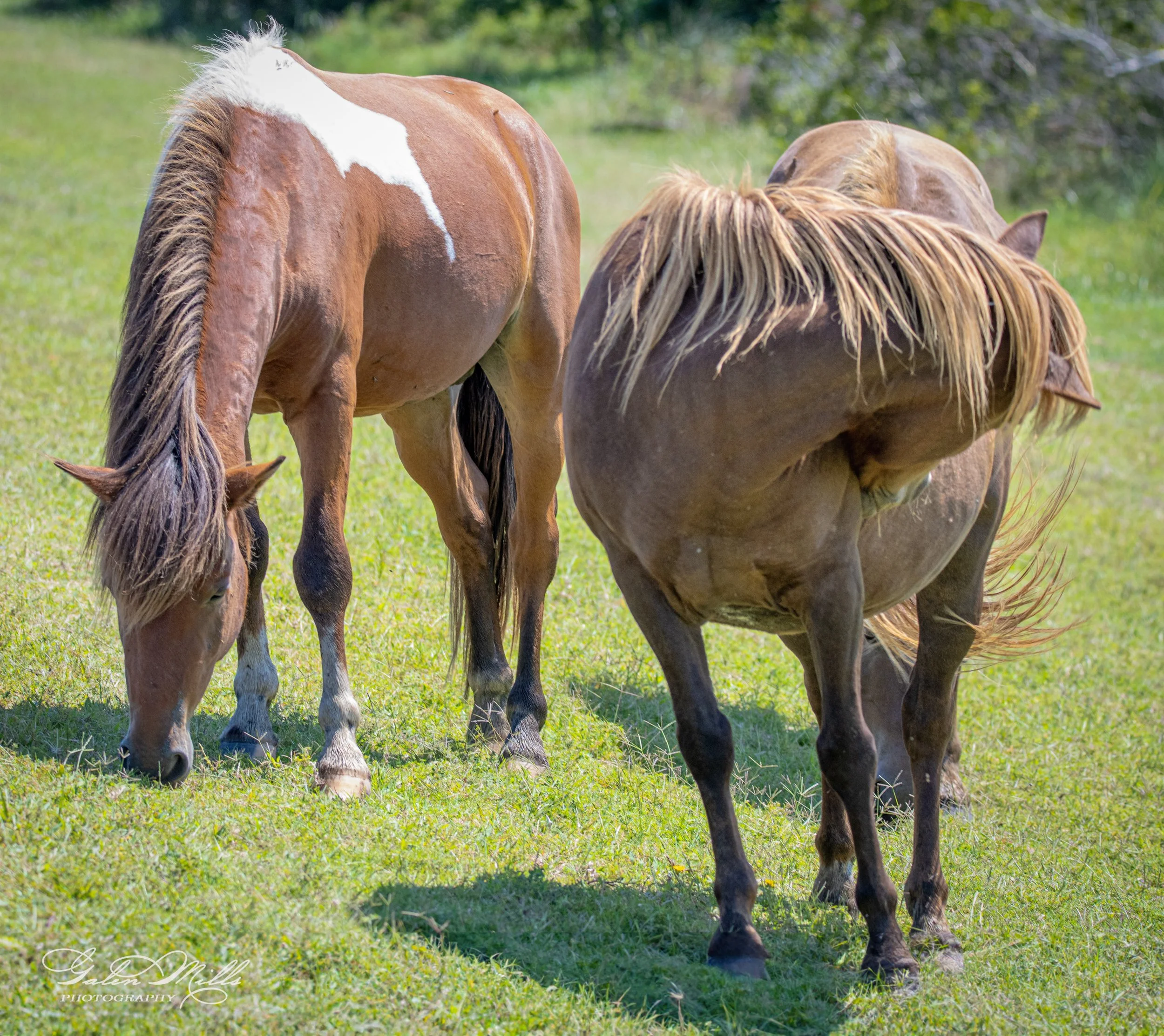 Two horses grazing in a grassy field on a sunny day.