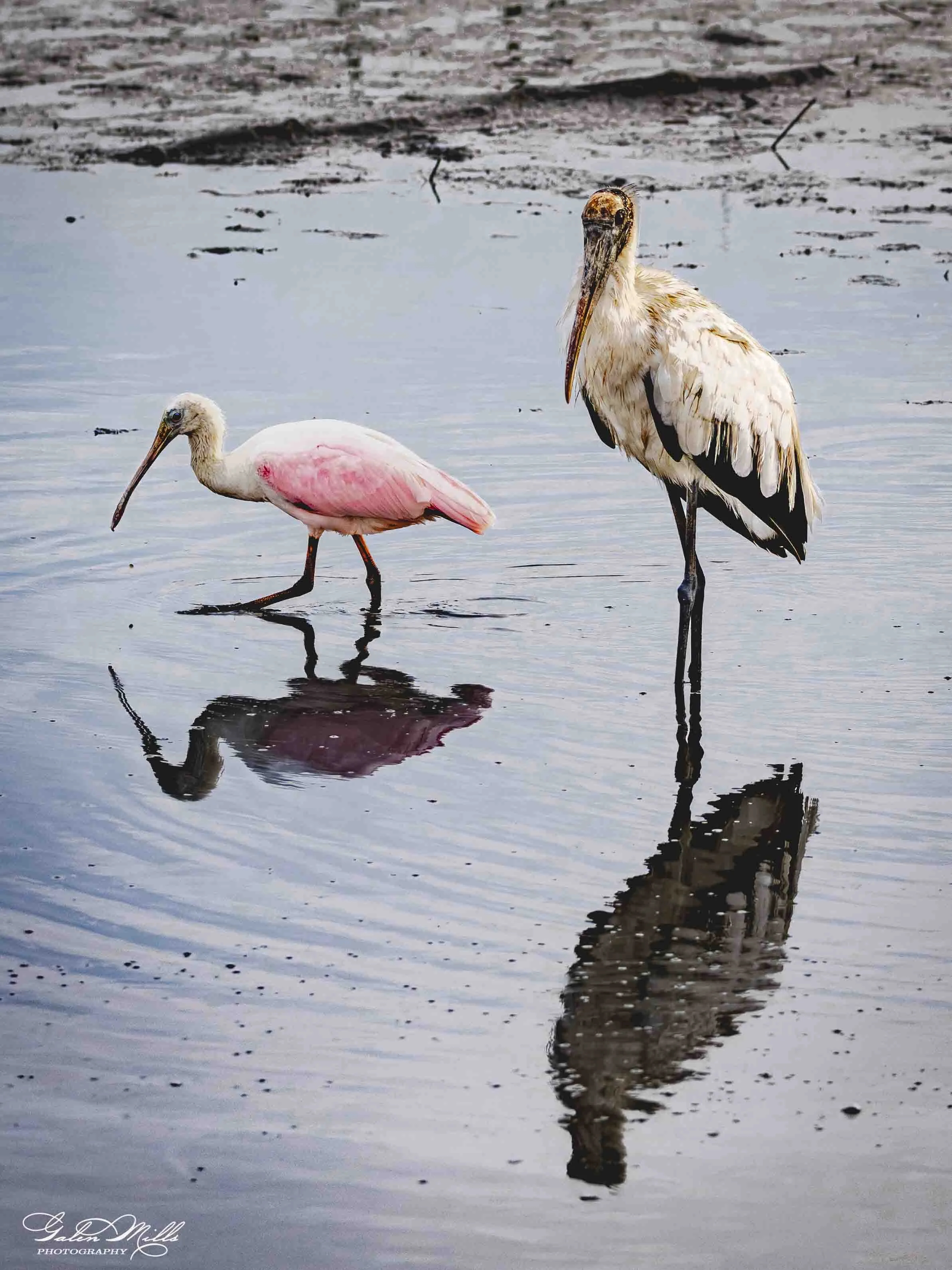 A stork and pink spoonbill bird wading in shallow water with its reflection visible, and a tall black and white stork standing nearby also reflected in the water.