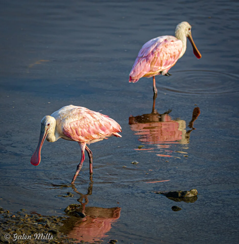 Two roseate spoonbills wading in shallow water, displaying their pink feathers and distinctively shaped bills.