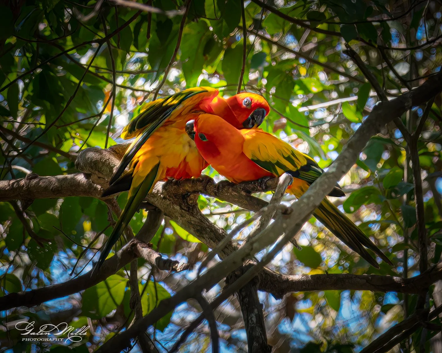 Two vibrant orange and yellow parrots perched on a tree branch in a leafy forest.