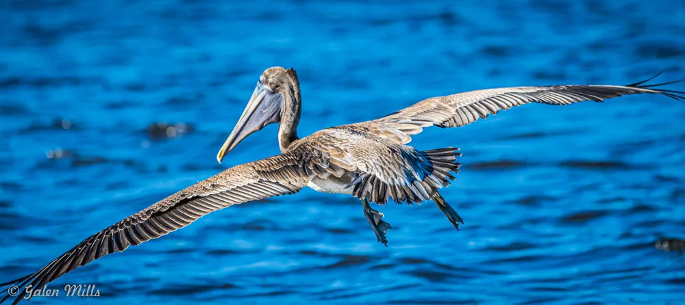 Brown pelican flying over blue water with wings spread wide.