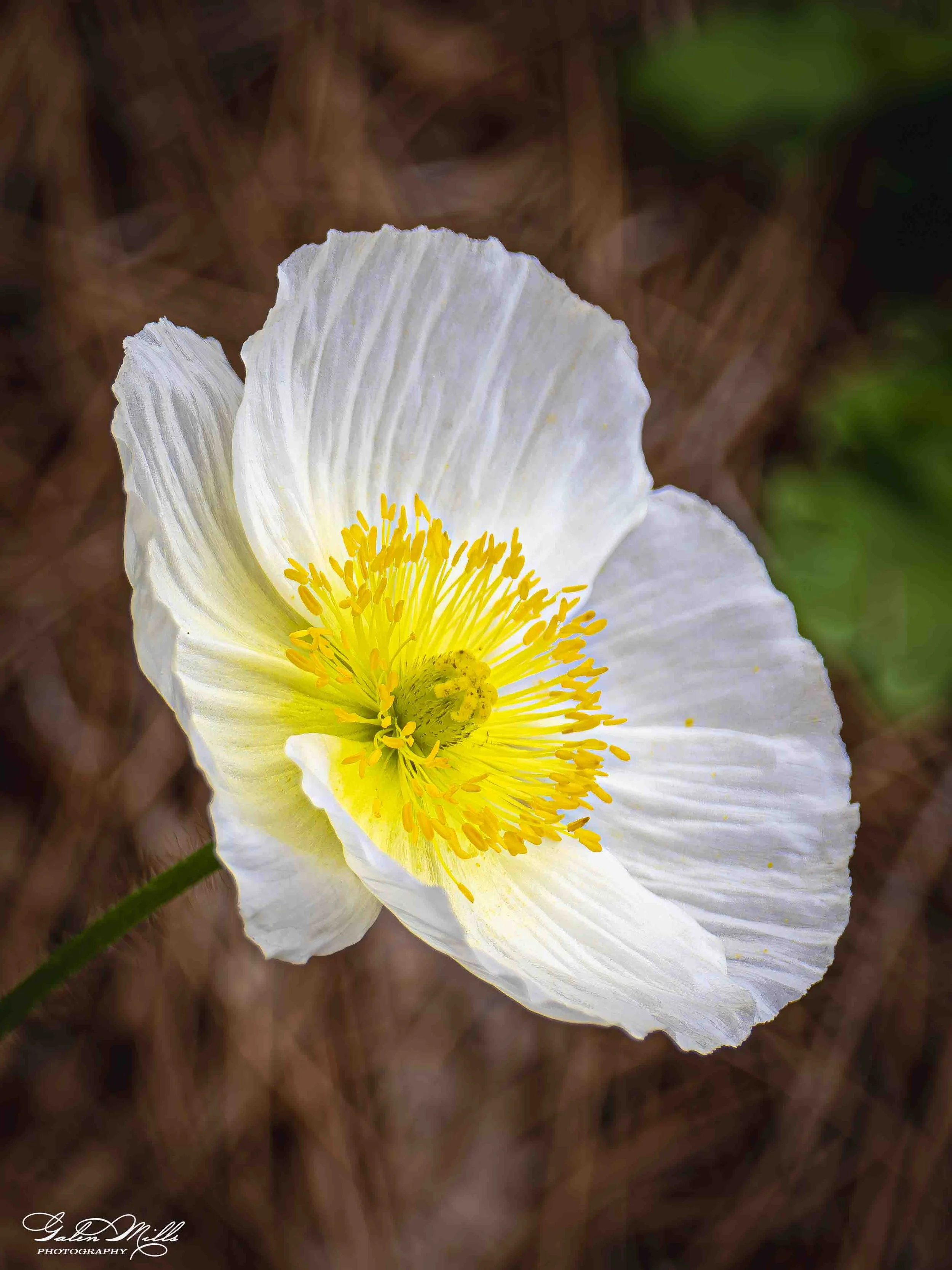 Close-up of a white flower with yellow stamens against a blurred background of brown mulch and green foliage.