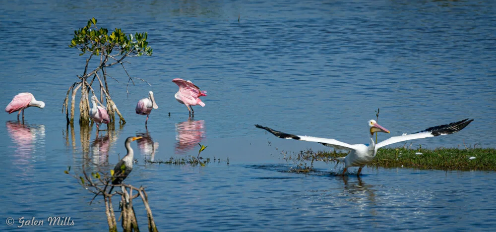 A group of roseate spoonbills and a white pelican in a wetland area with mangrove trees and reflections in the water.