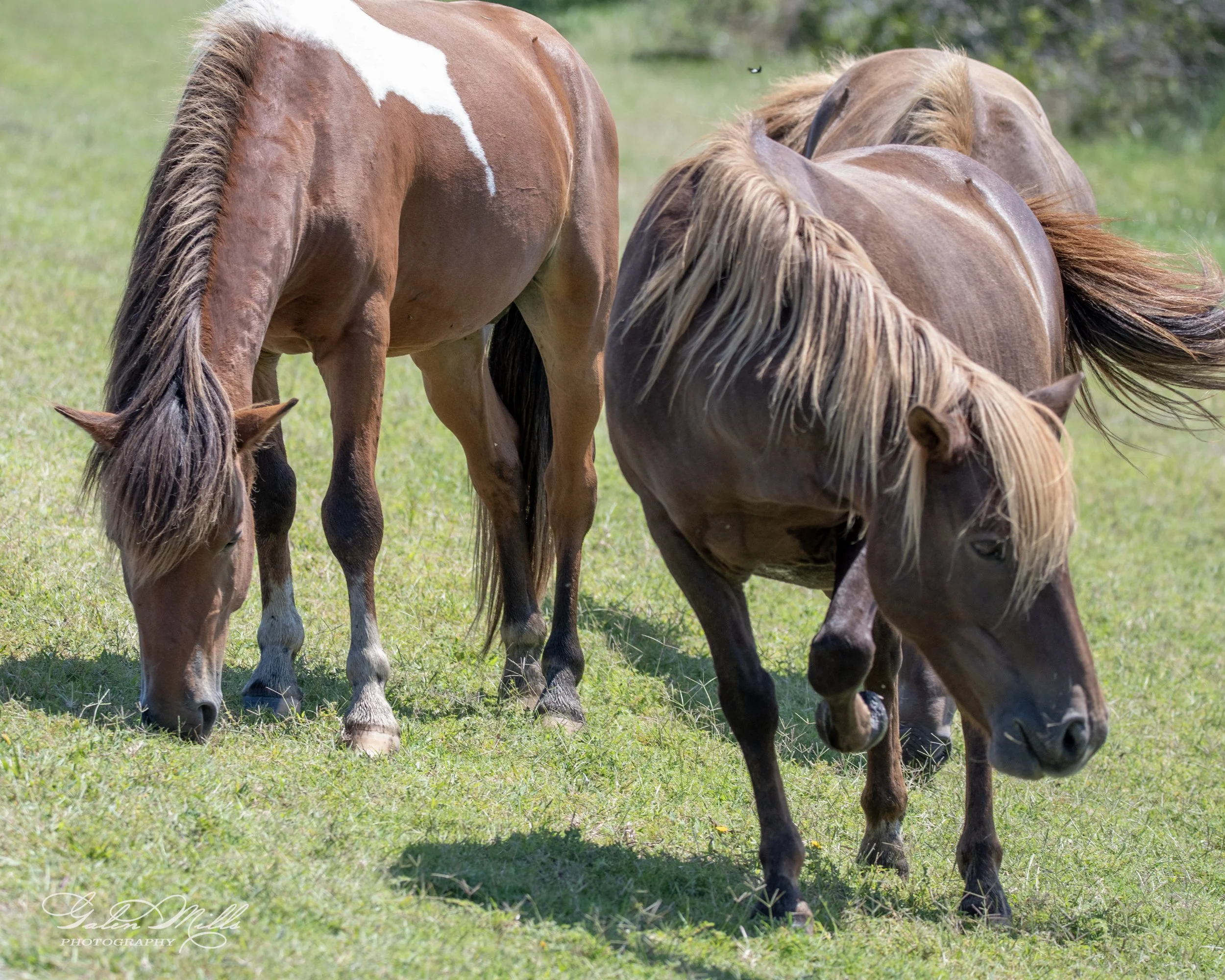 Three horses grazing in a grassy field.