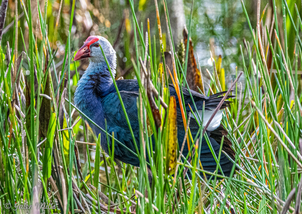 A purple swamphen, a large bird with blue and purple plumage and a red beak, standing among tall green reeds in a wetland habitat.