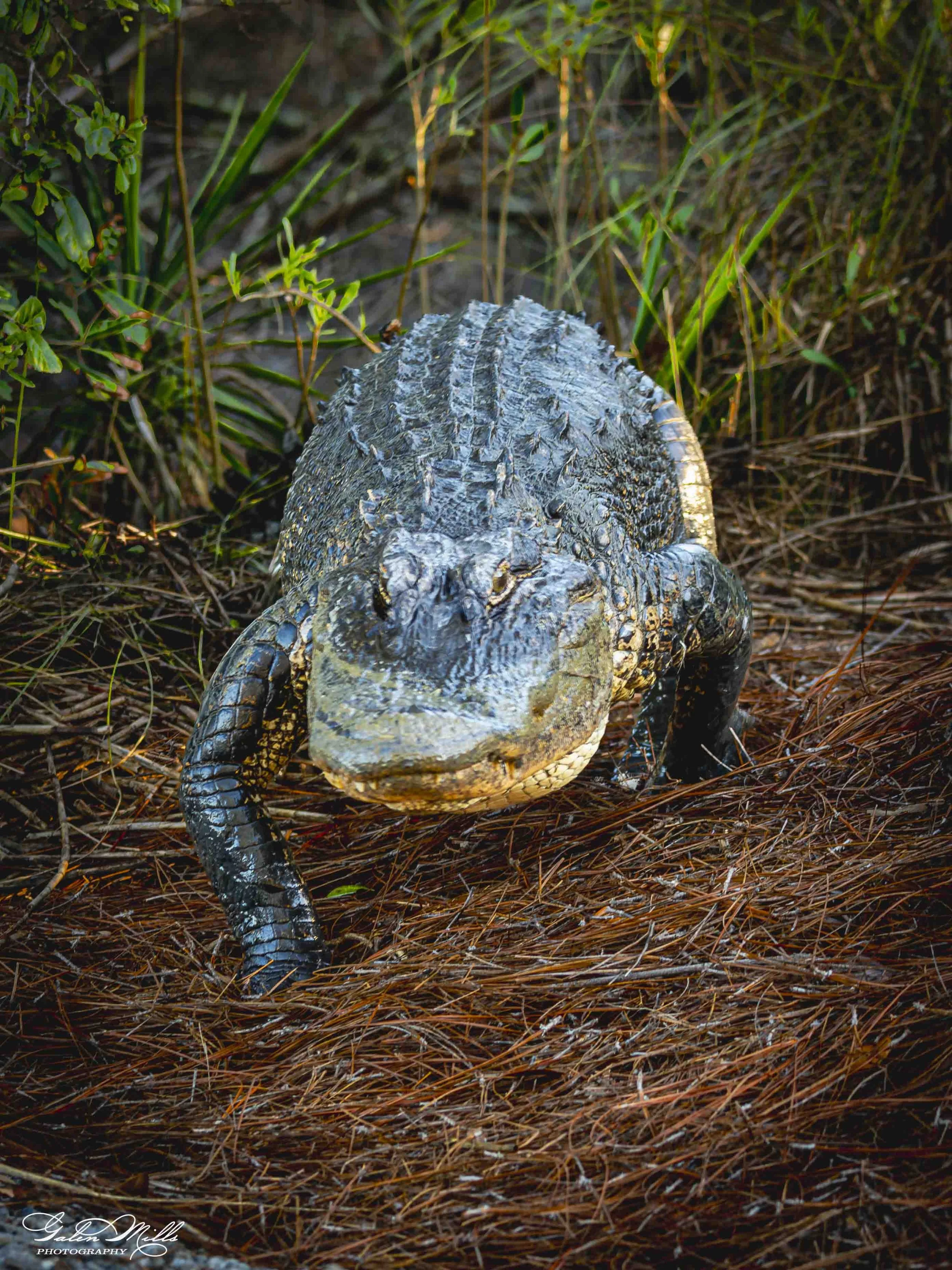 Close-up of a large alligator on the ground in a natural environment with grass and pine needles.