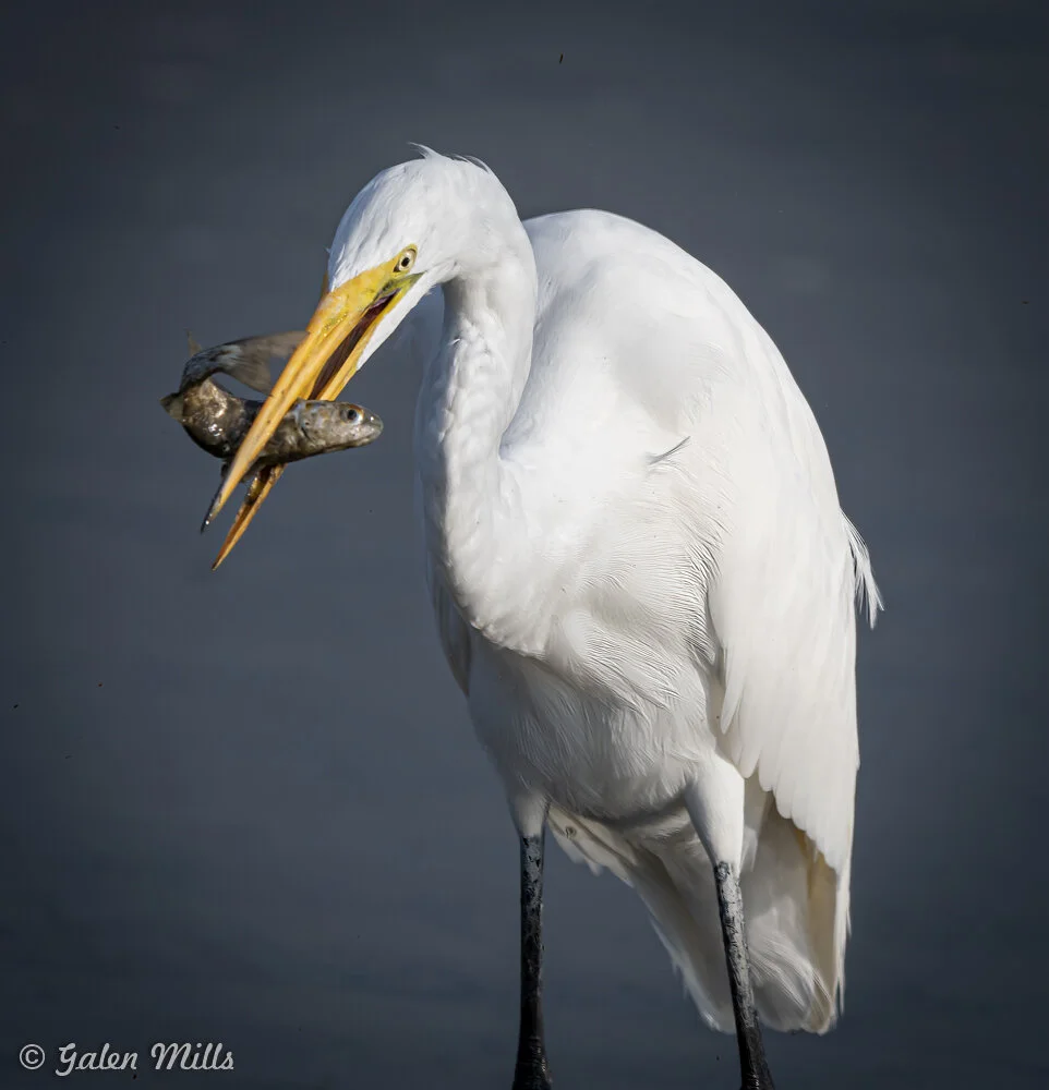 A white egret holding two fish in its beak against a blurred gray background.