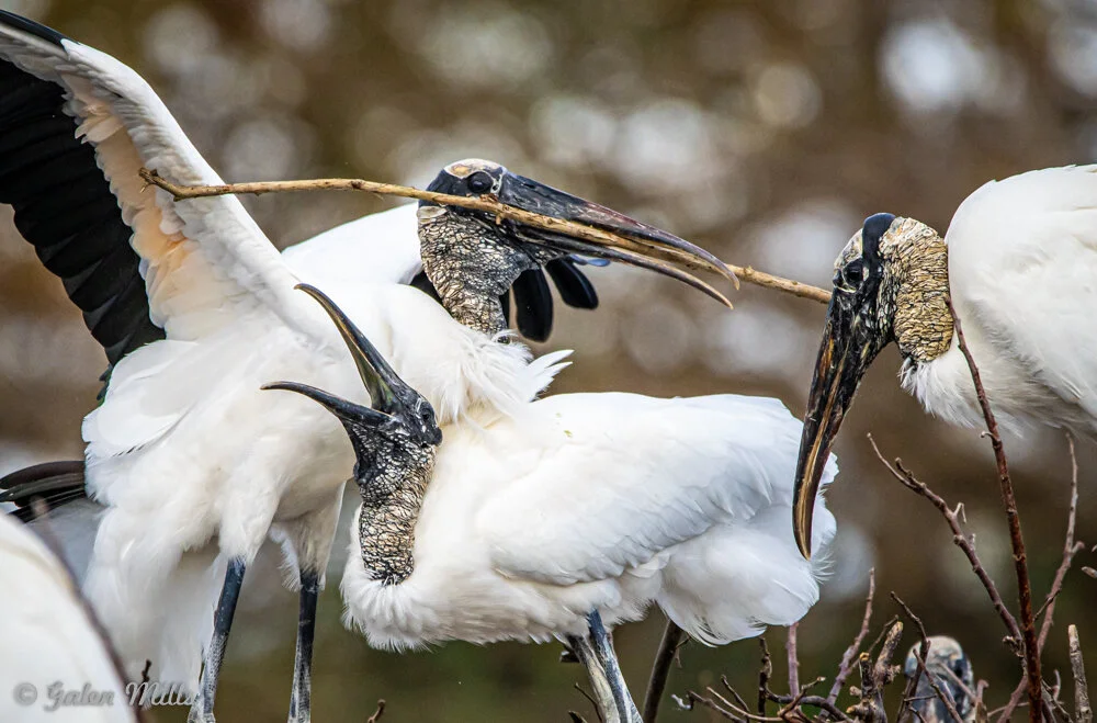 Wood storks with black heads and beaks interacting with each other, one holding a stick, against a blurred natural background.