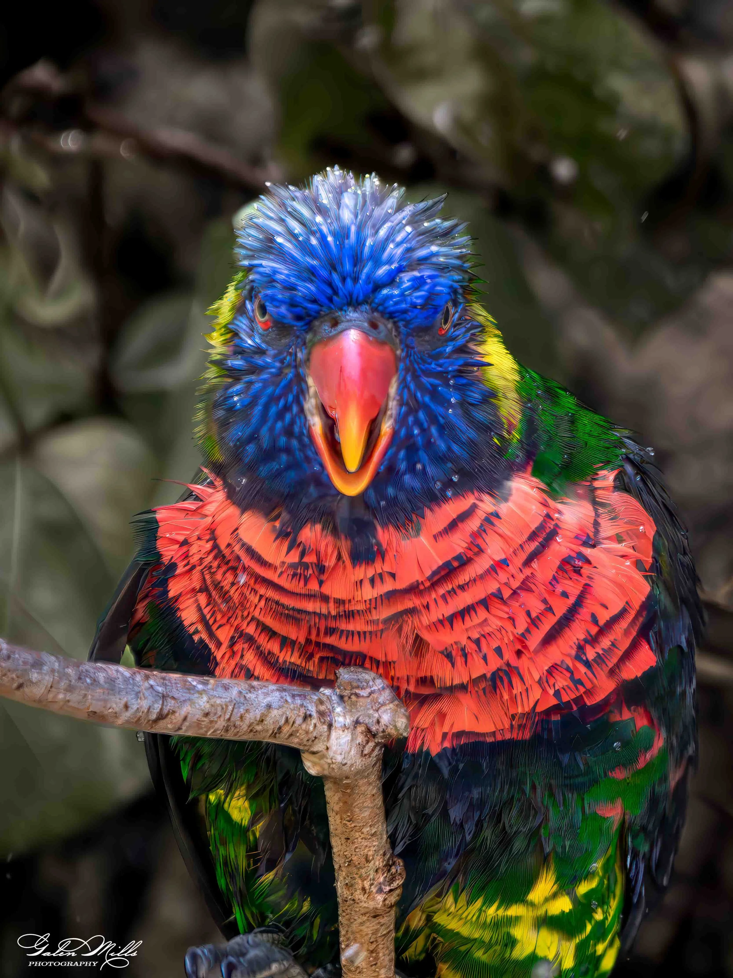Avian Gallery-40.jpg