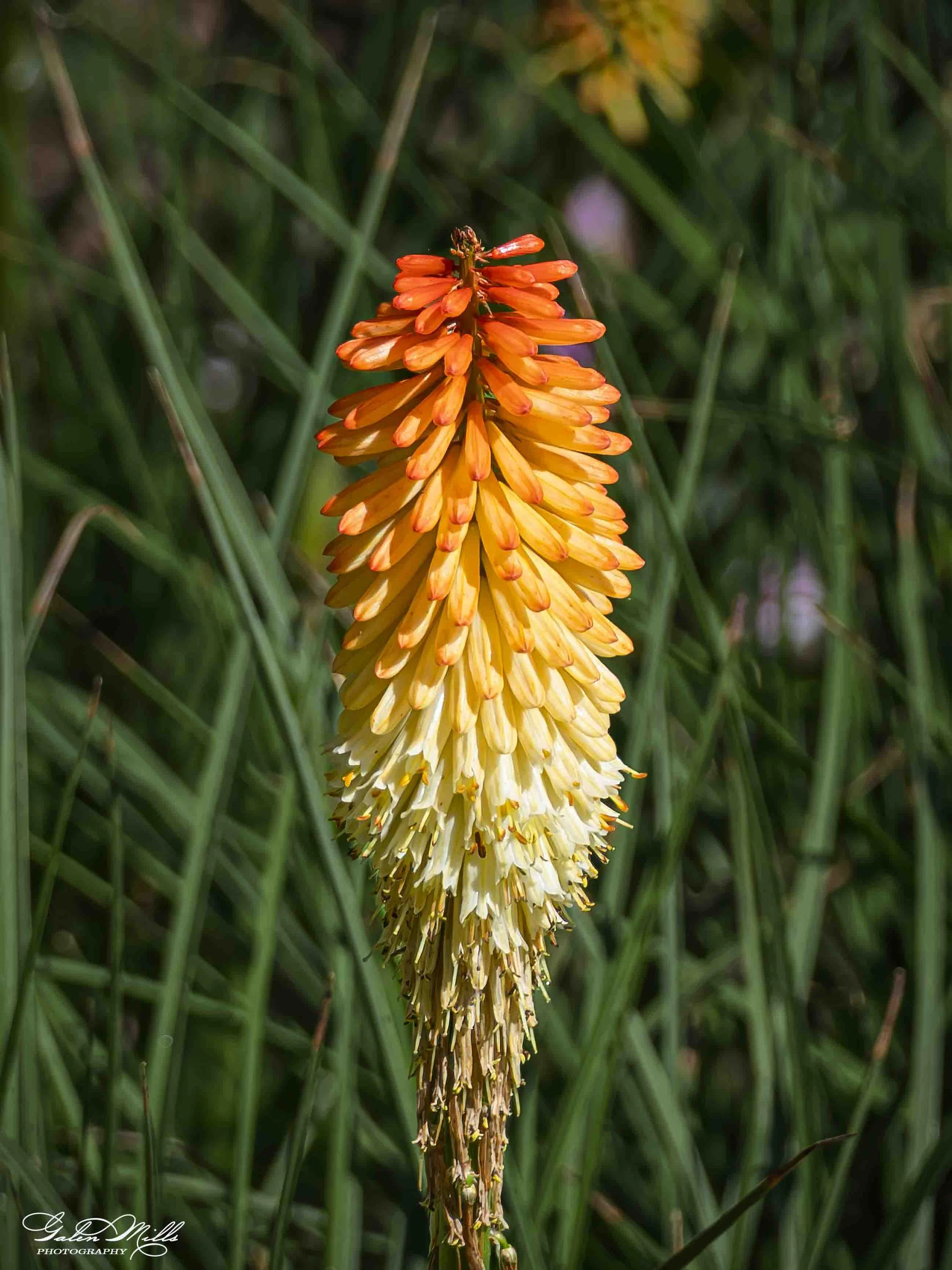 A tall, orange and yellow flowering plant with a dense cluster of small tubular flowers, surrounded by green grass.