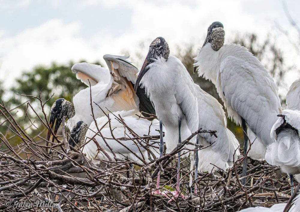 Wood storks standing in a nest made of twigs, with trees in the background.