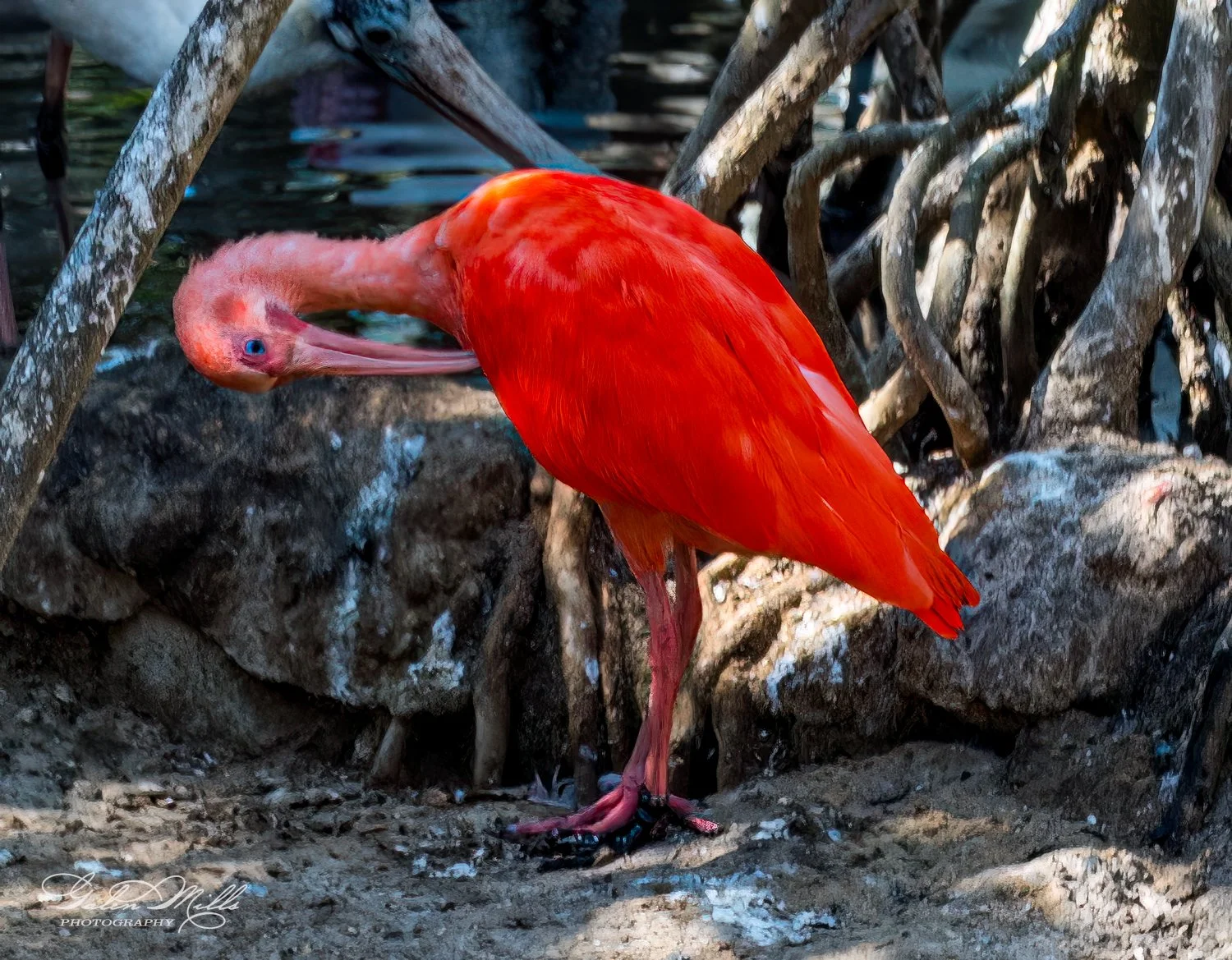 Red scarlet ibis with vibrant plumage standing on rocky ground, surrounded by tree roots.