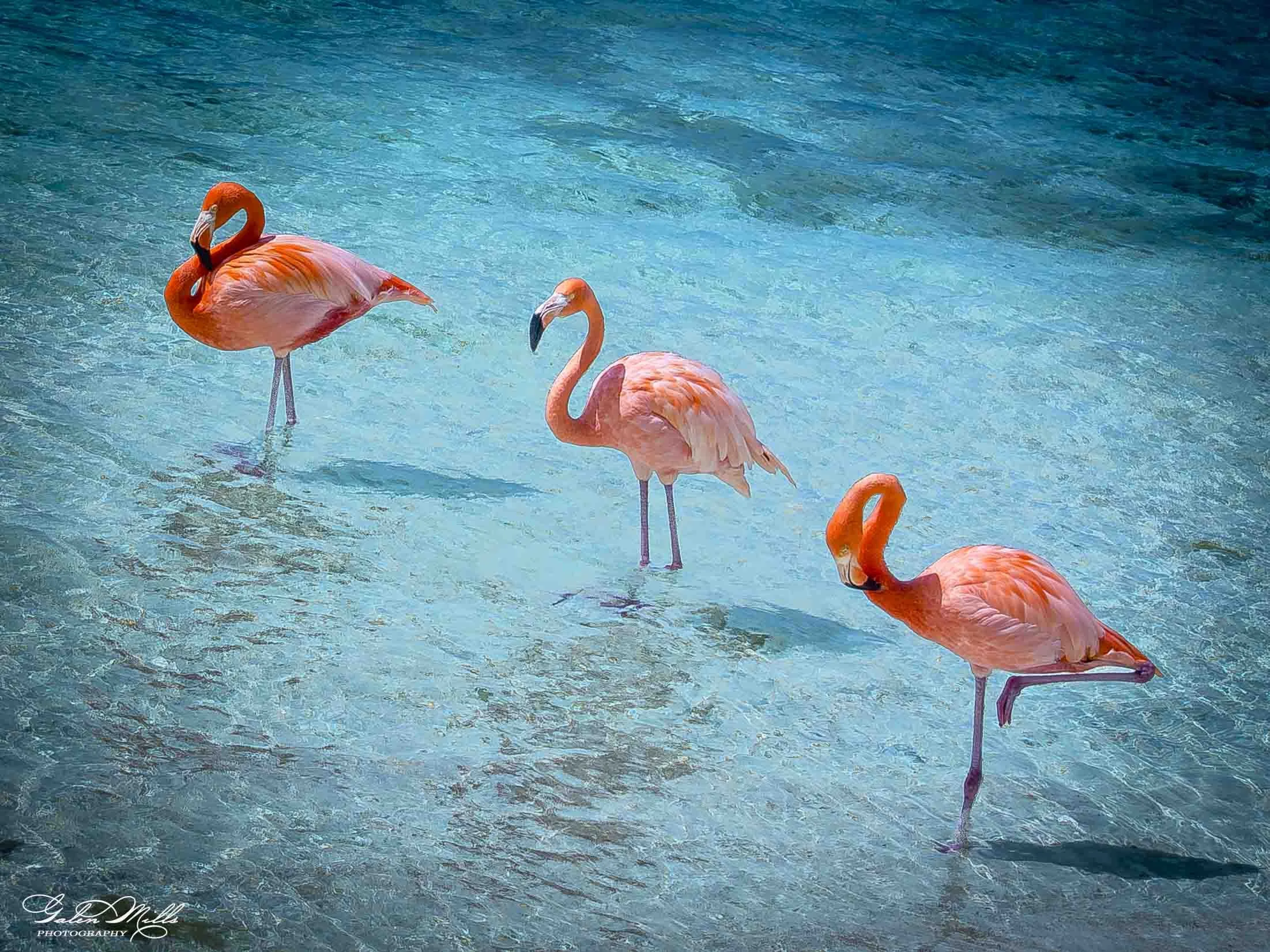 Several pink flamingos standing in blue water.