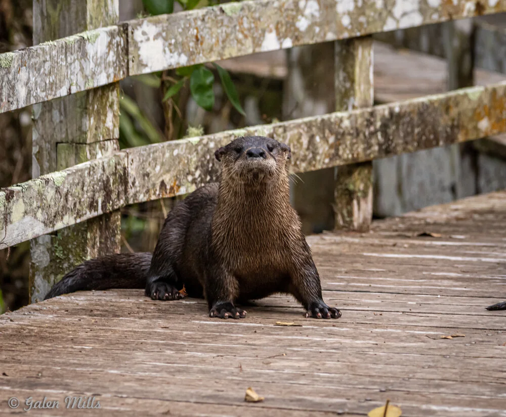 Otter standing on a wooden bridge with greenery in the background.