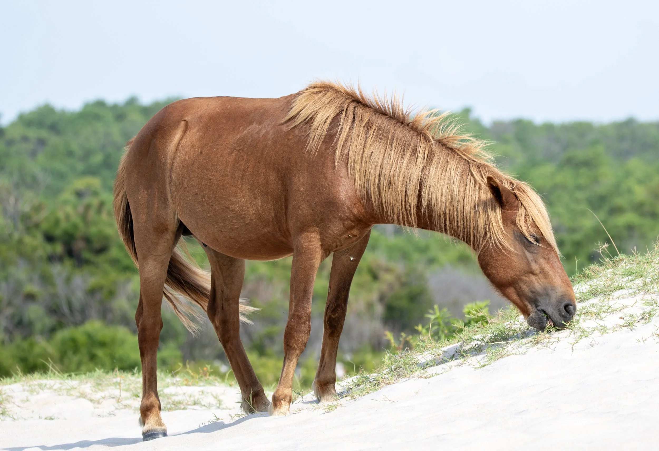 Wild horse grazing on sandy terrain with green foliage in the background.