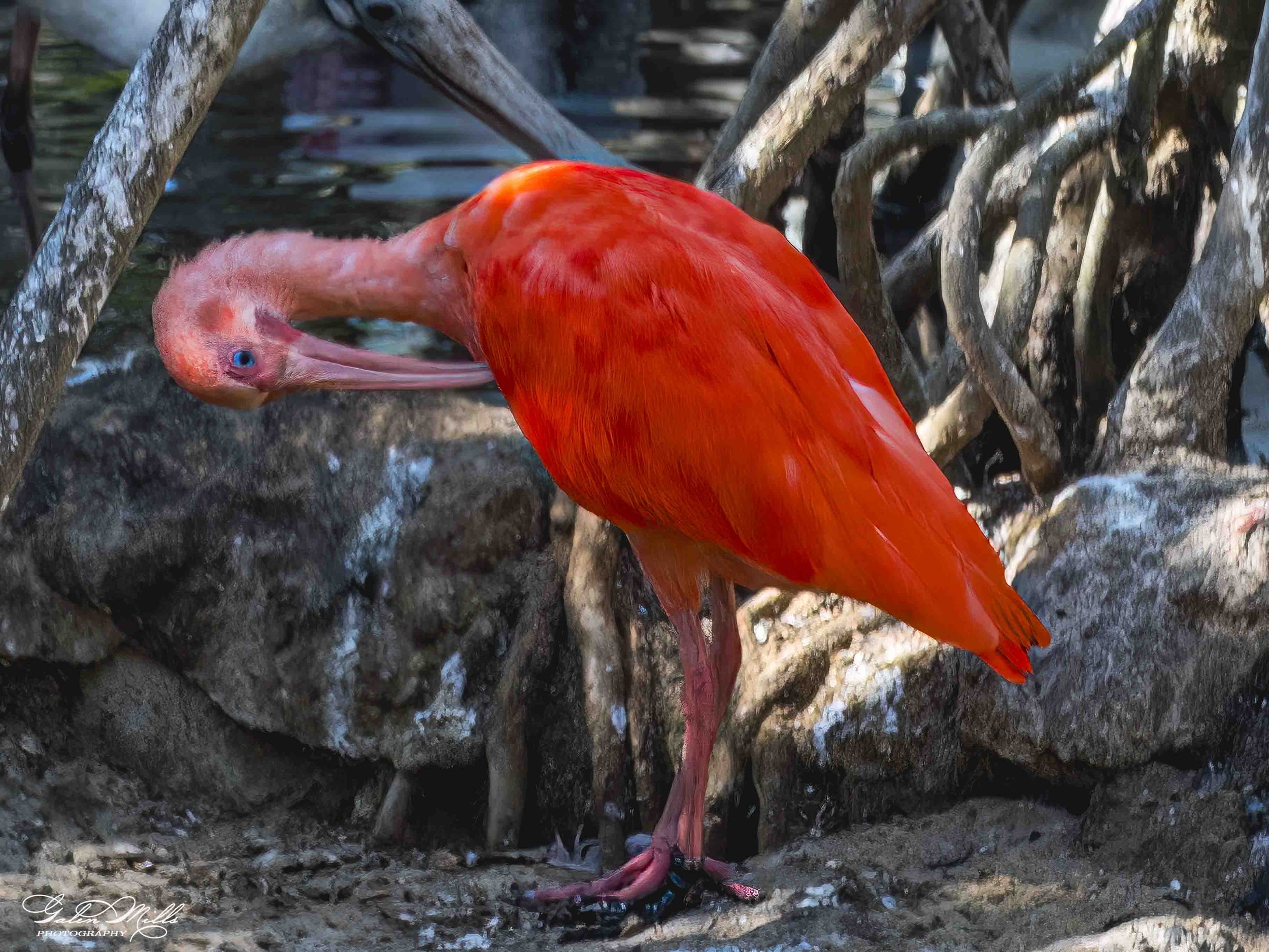 A close-up of a red ibis standing near a muddy water body with tangled roots or branches surrounding it.