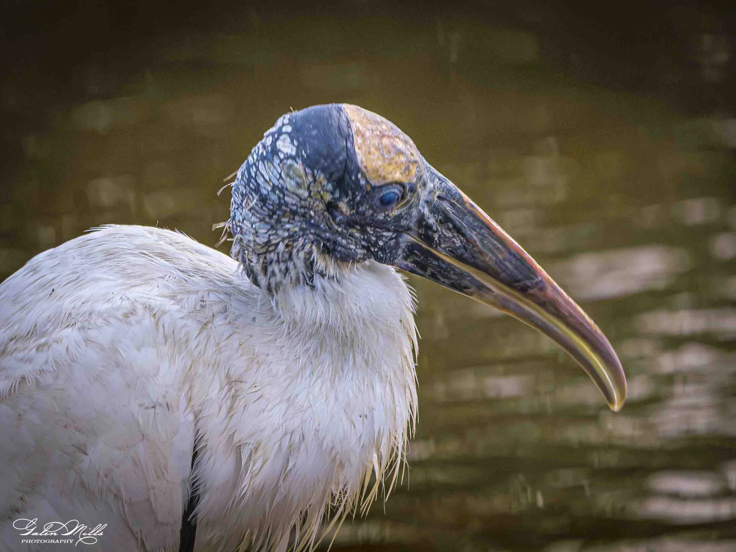 Close-up of a stork with a long, sharp beak, and a blue and white head, set against a blurred background of water.