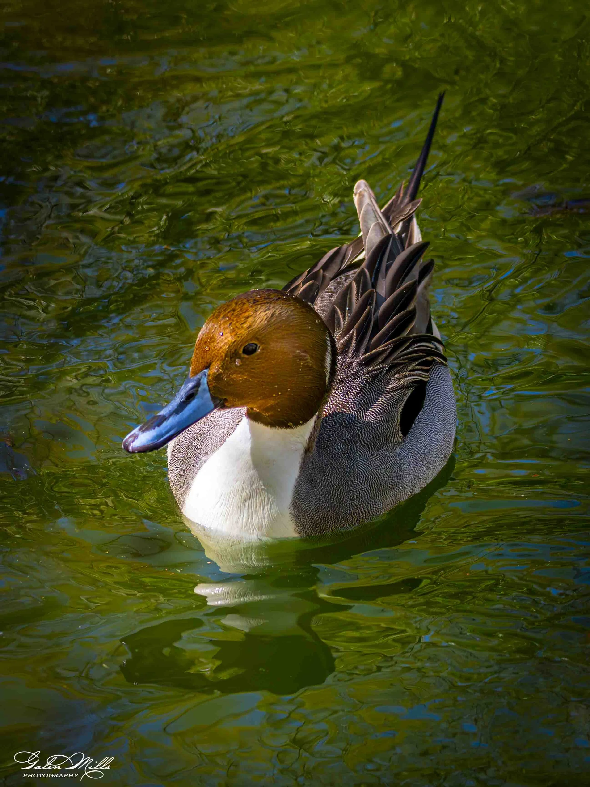 Water birds  Vert-39.jpg