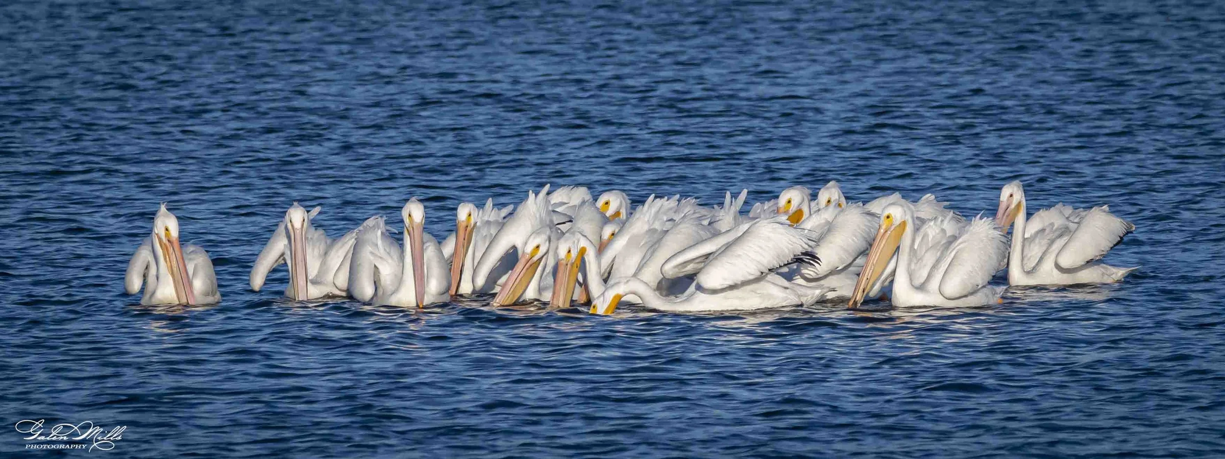 A group of white pelicans floating on blue water.