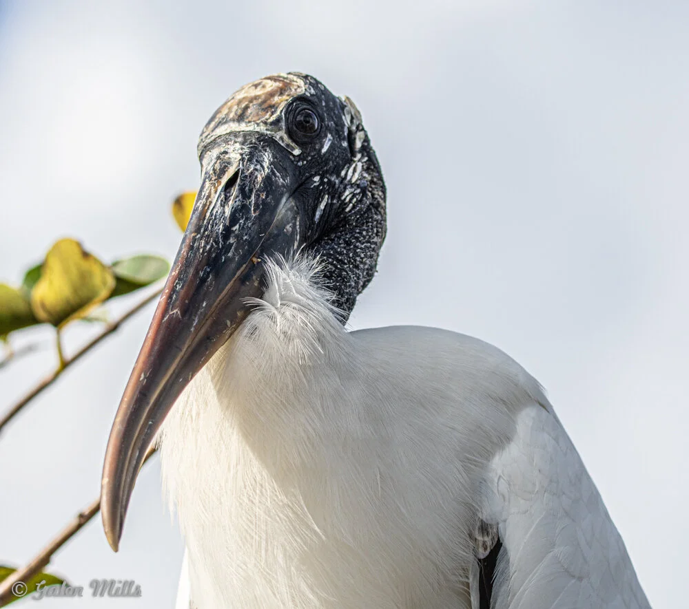 Close-up of a wood stork with a white body and dark head in natural habitat.