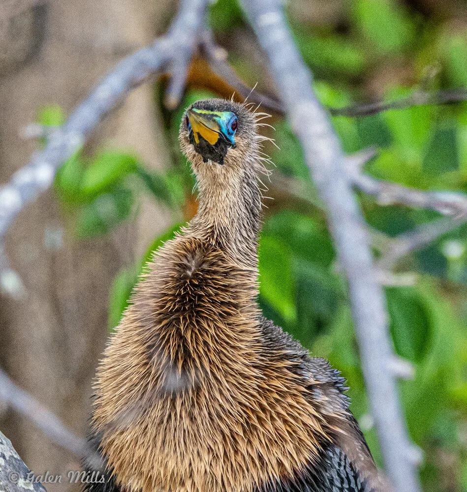 Anhinga bird with long neck and colorful face in a natural setting, surrounded by green leaves.
