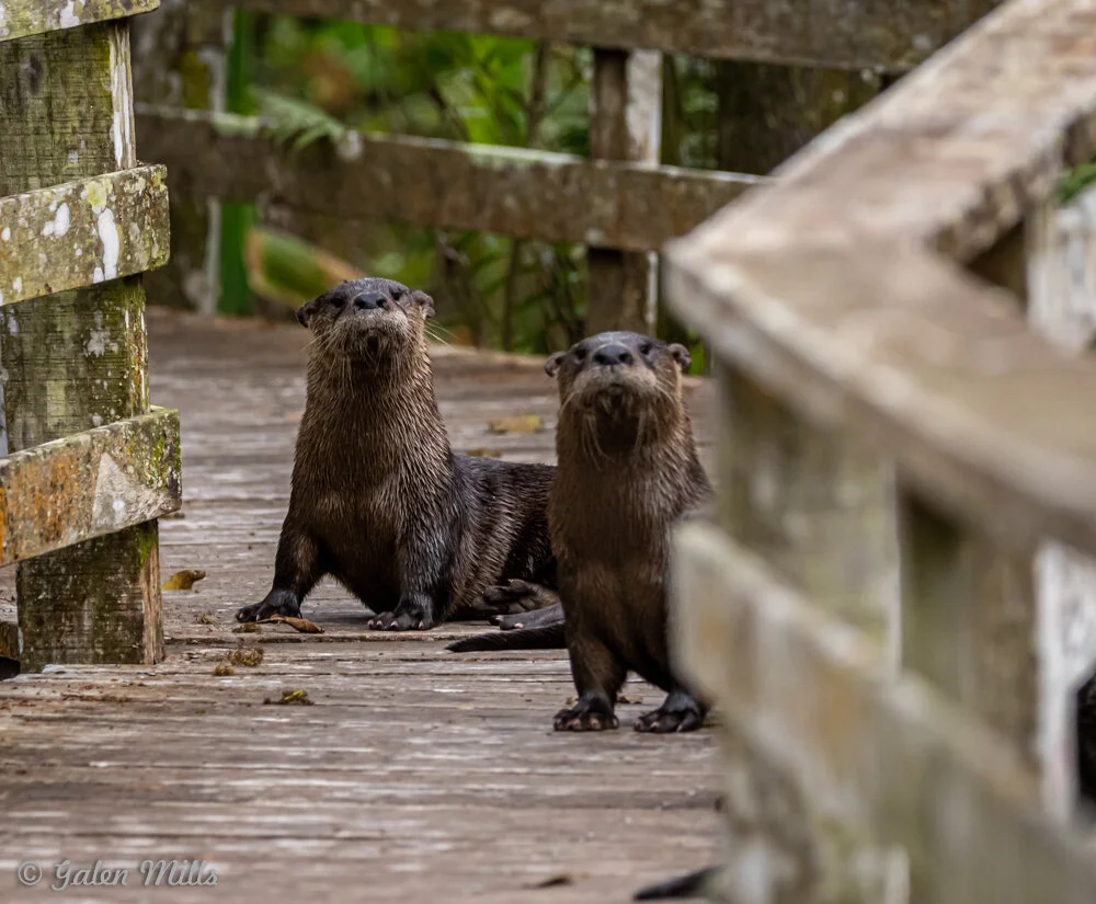 Two otters on a wooden boardwalk.