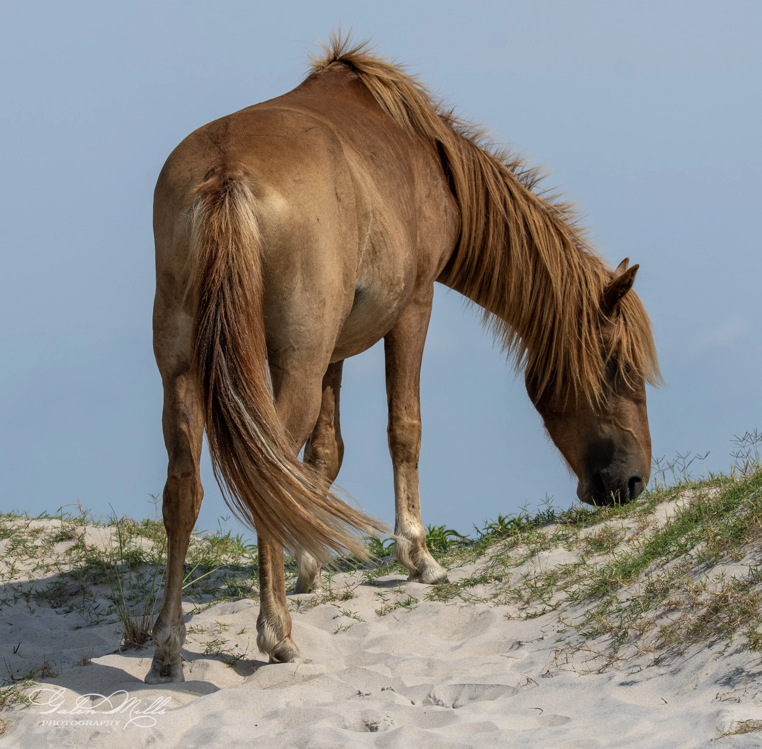 Wild horse grazing on sand dunes.