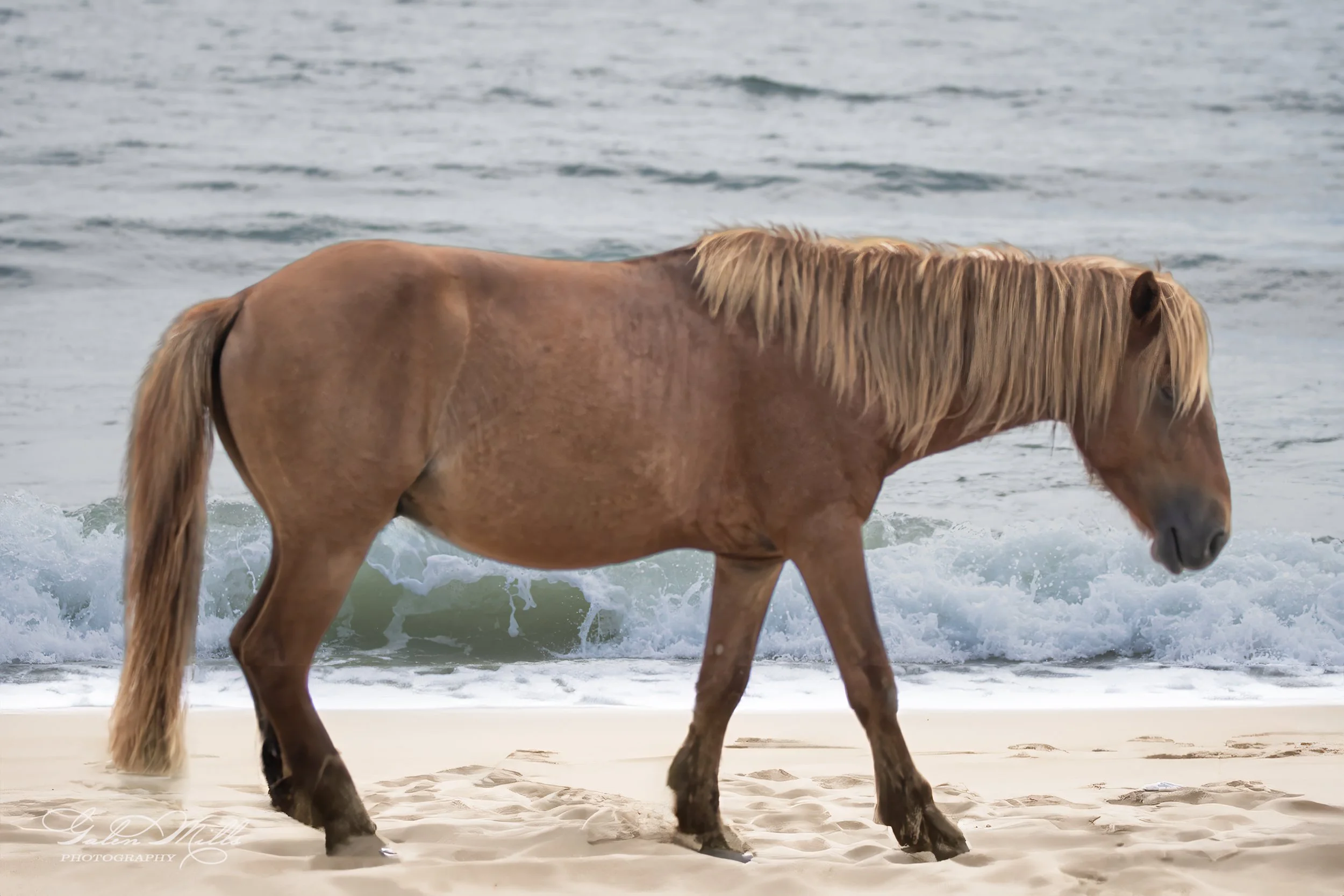 A wild horse walking on a sandy beach with ocean waves in the background.