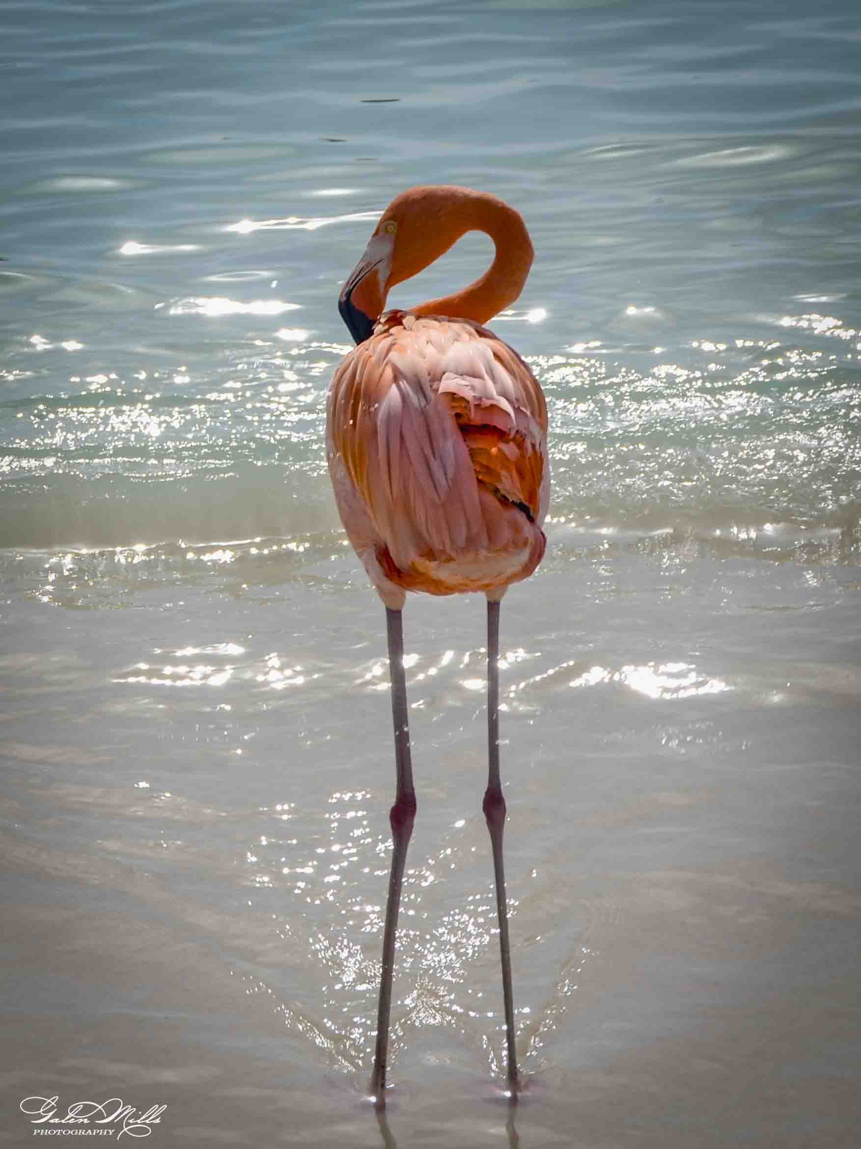 Pink flamingo standing in shallow water at the beach during sunlight