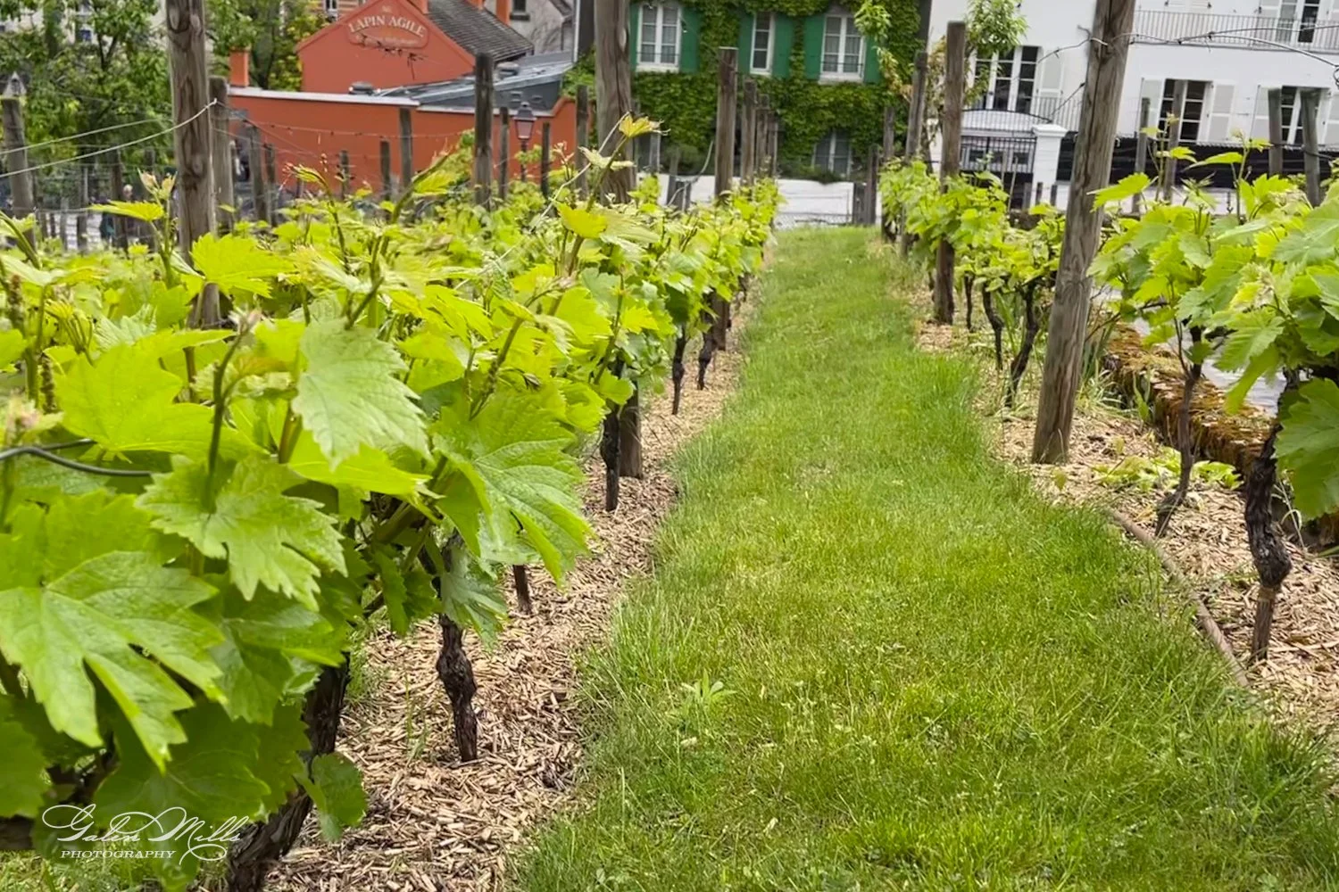 Vineyard with rows of grapevines and green leaves, grass path in between, buildings in the background.
