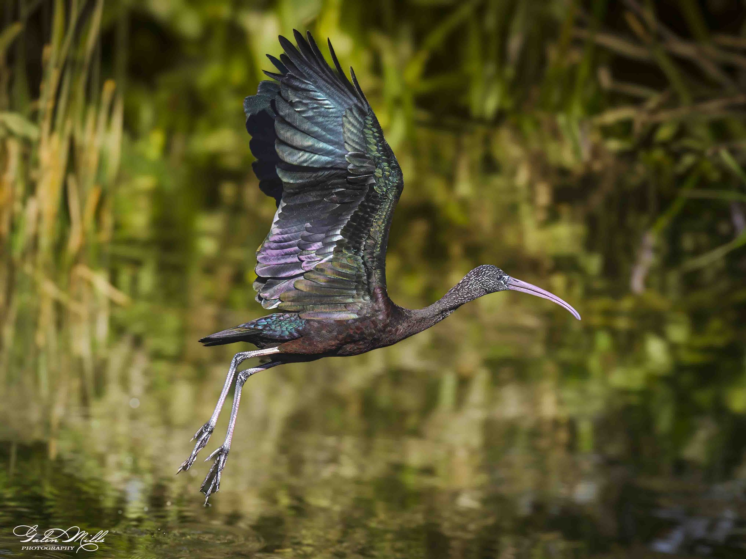 Water birds  Horz-64.jpg
