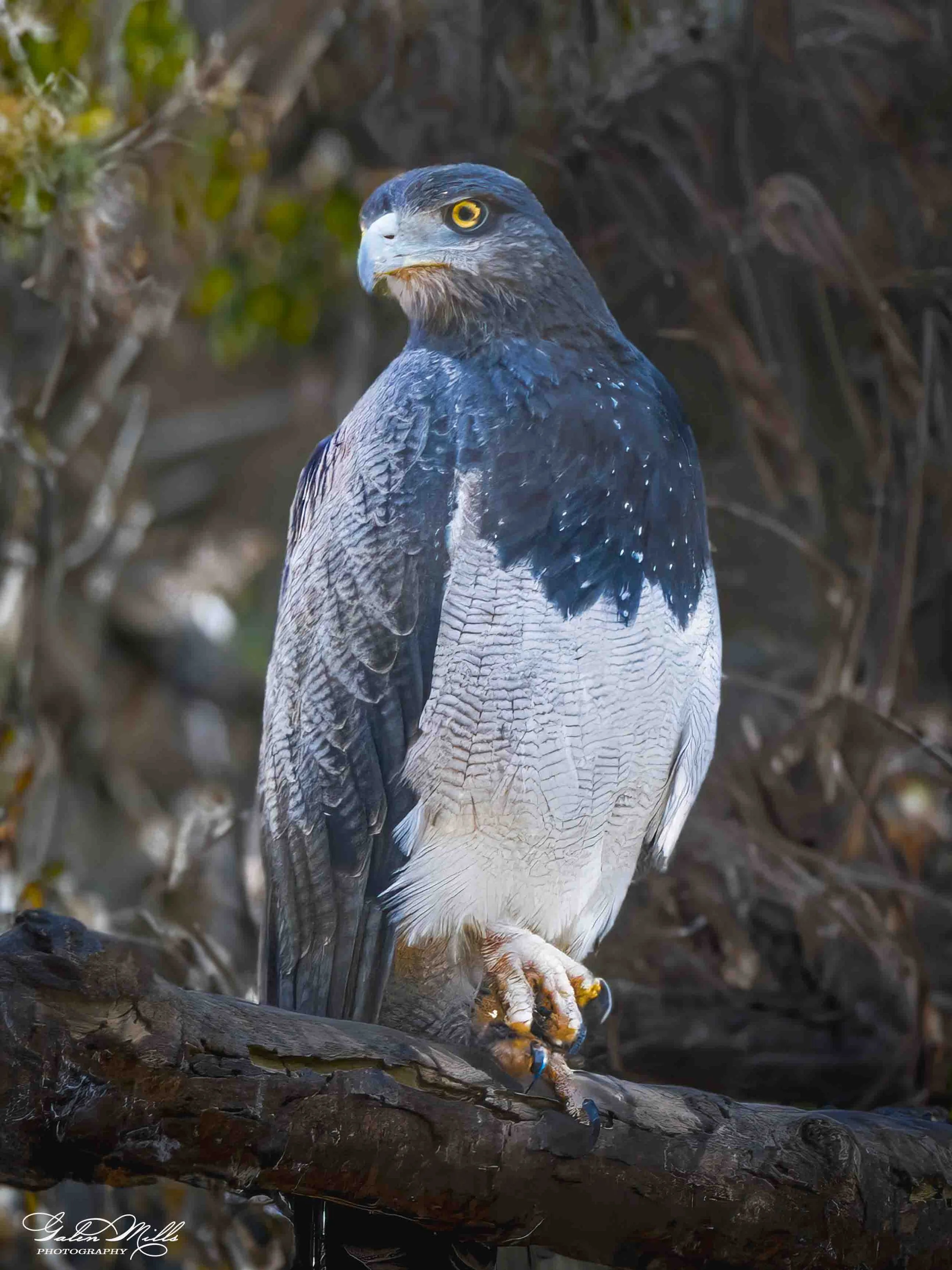 Close-up of a hawk perched on a tree branch, showing its yellow eyes, sharp beak, and detailed feathers.