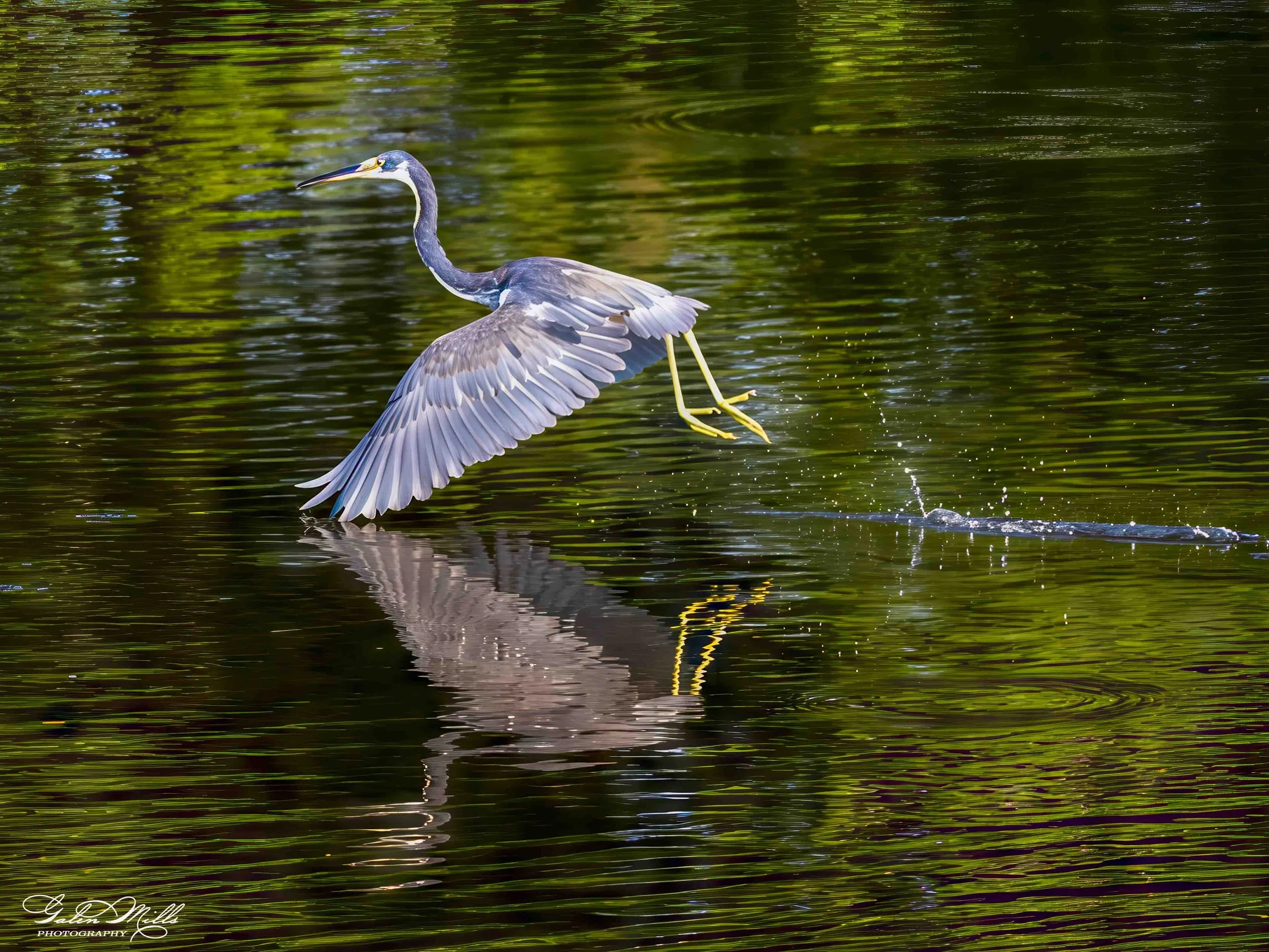 Water birds  Horz-51.jpg