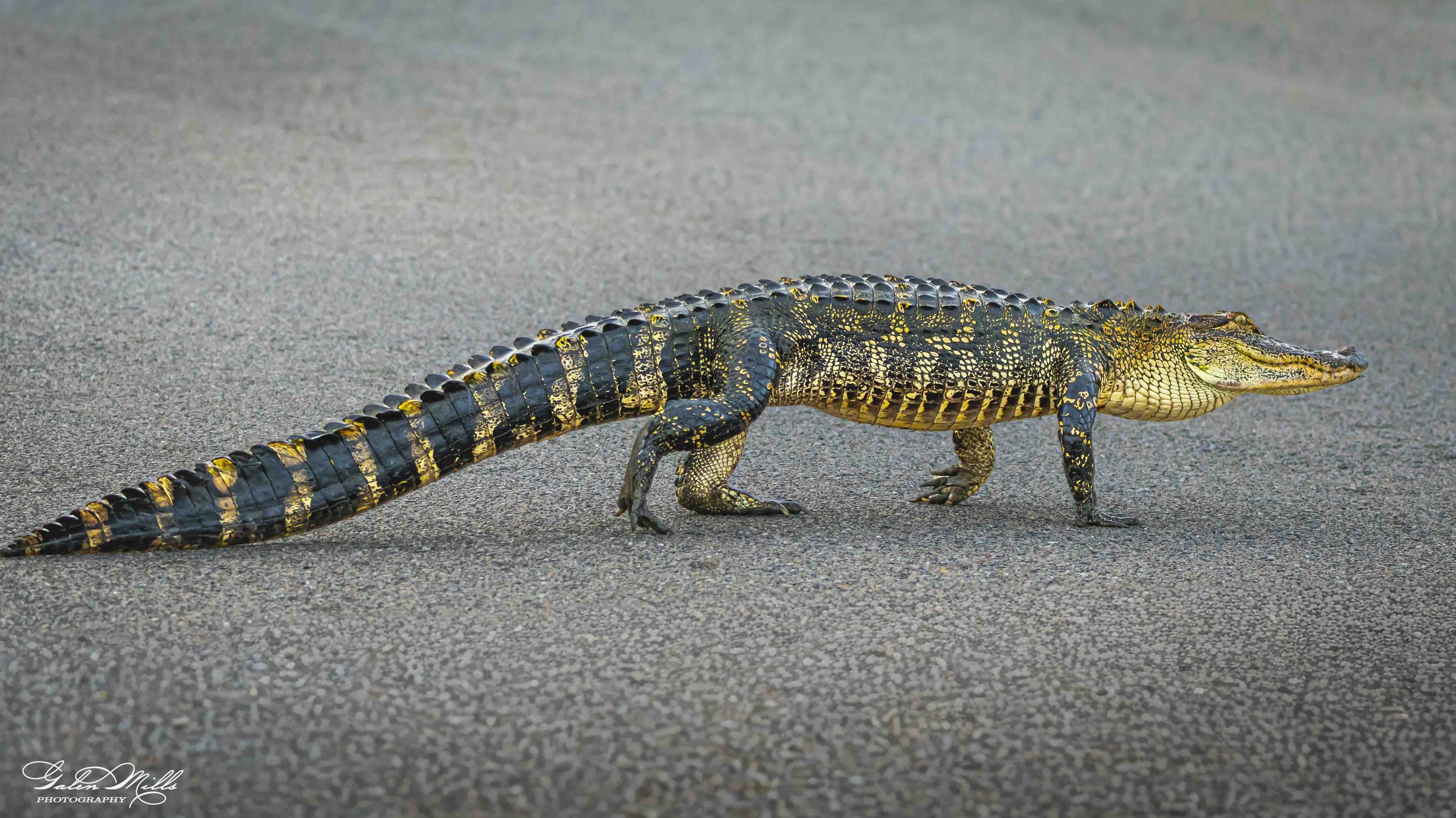 A young alligator walking on a paved surface, showing its black and yellow striped tail and body with rough scales.