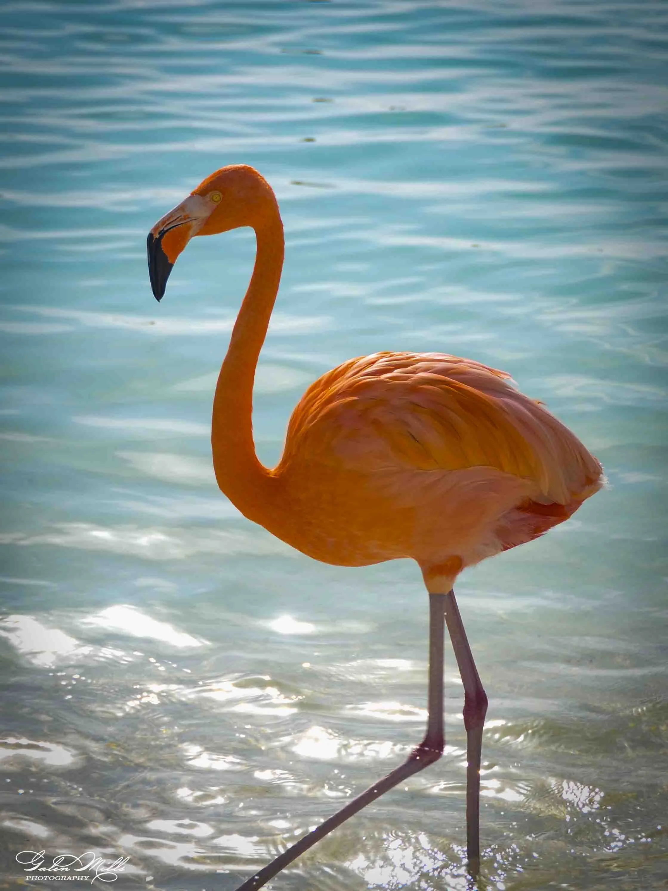 A pink flamingo standing in shallow water with ripples, with the sun reflecting on the surface.