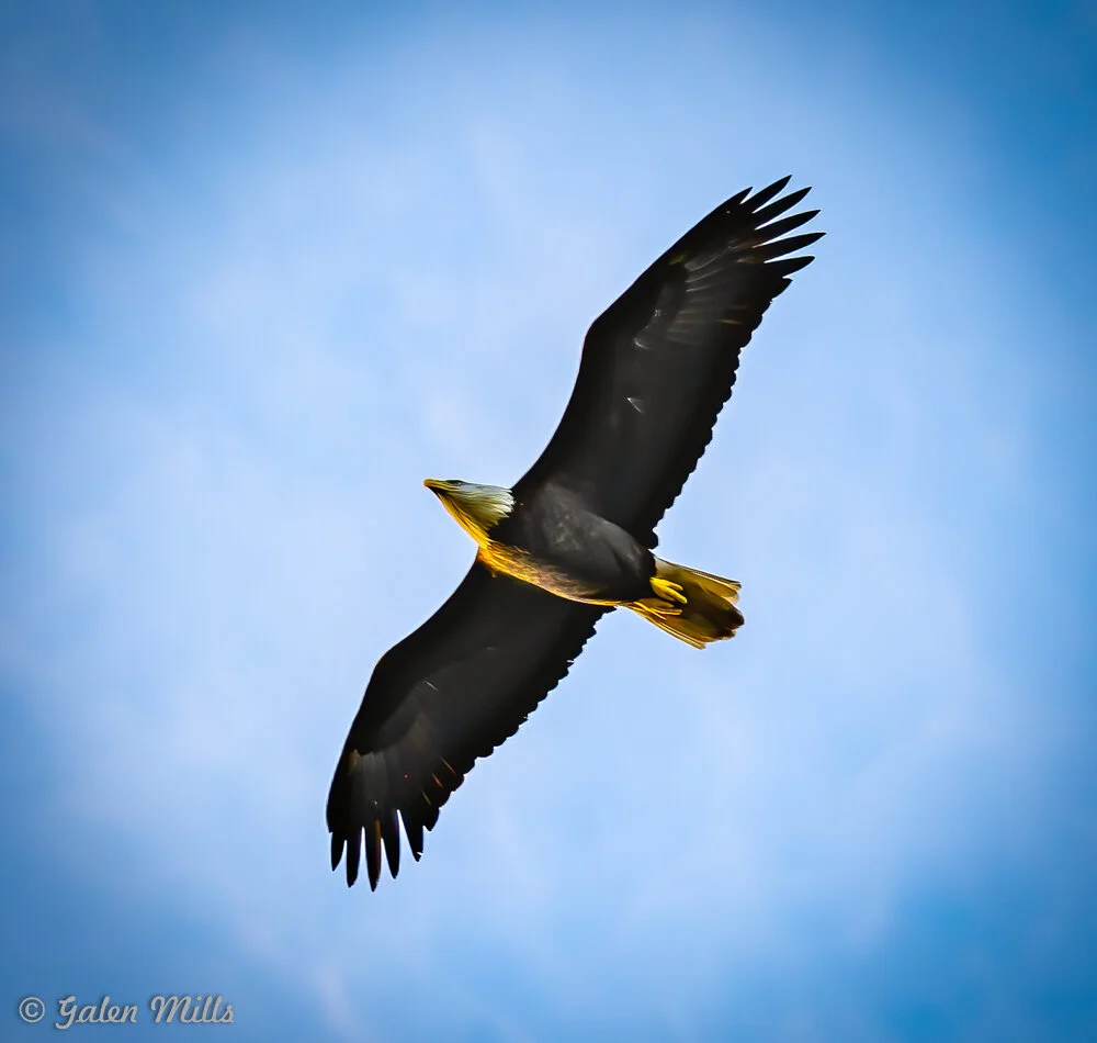 Bald eagle soaring against a blue sky