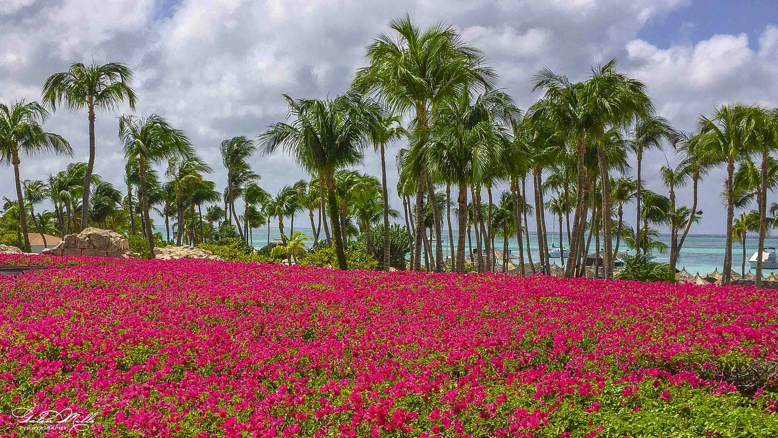 A tropical scene with a large field of pink flowers, tall palm trees, and a view of the ocean in the background under a cloudy sky.