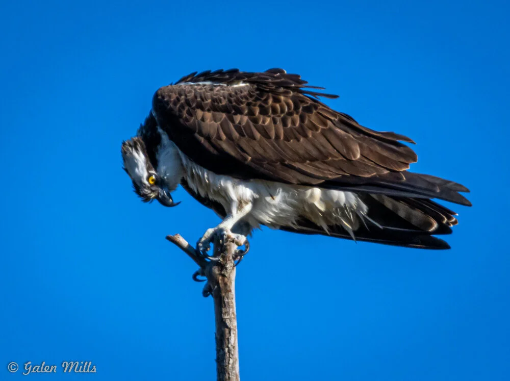 Osprey perched on a branch against a blue sky, looking downwards.