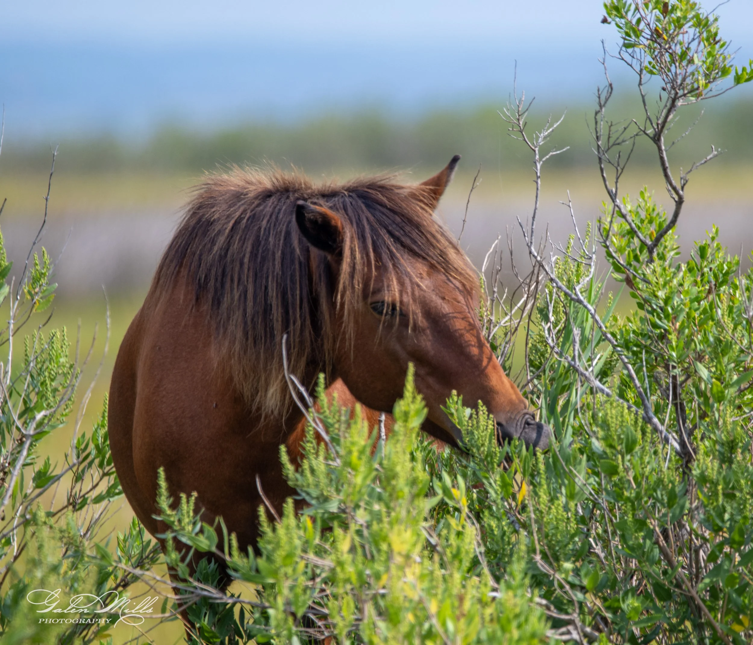 A wild horse grazing among green bushes in a natural landscape with distant blurred horizon.