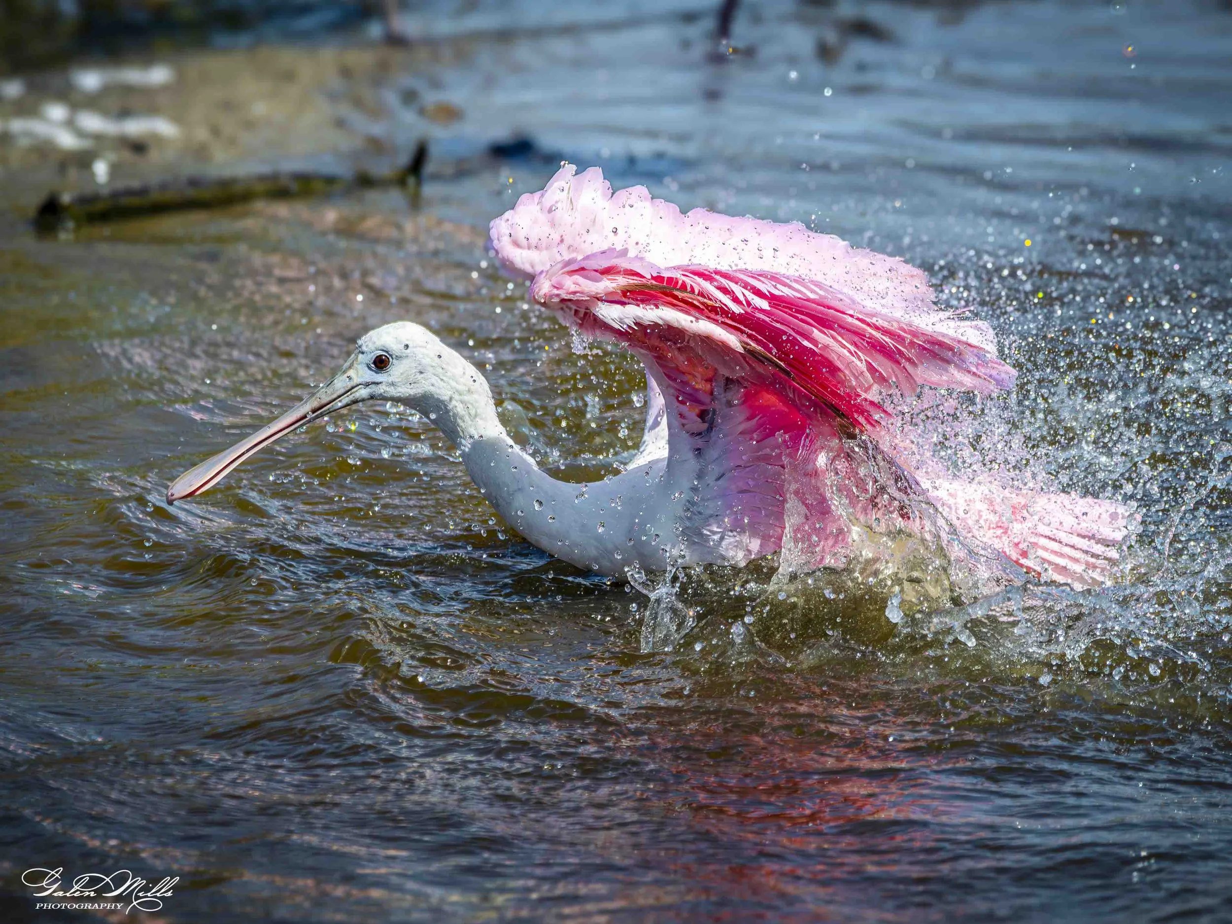 Water birds  Horz-76.jpg