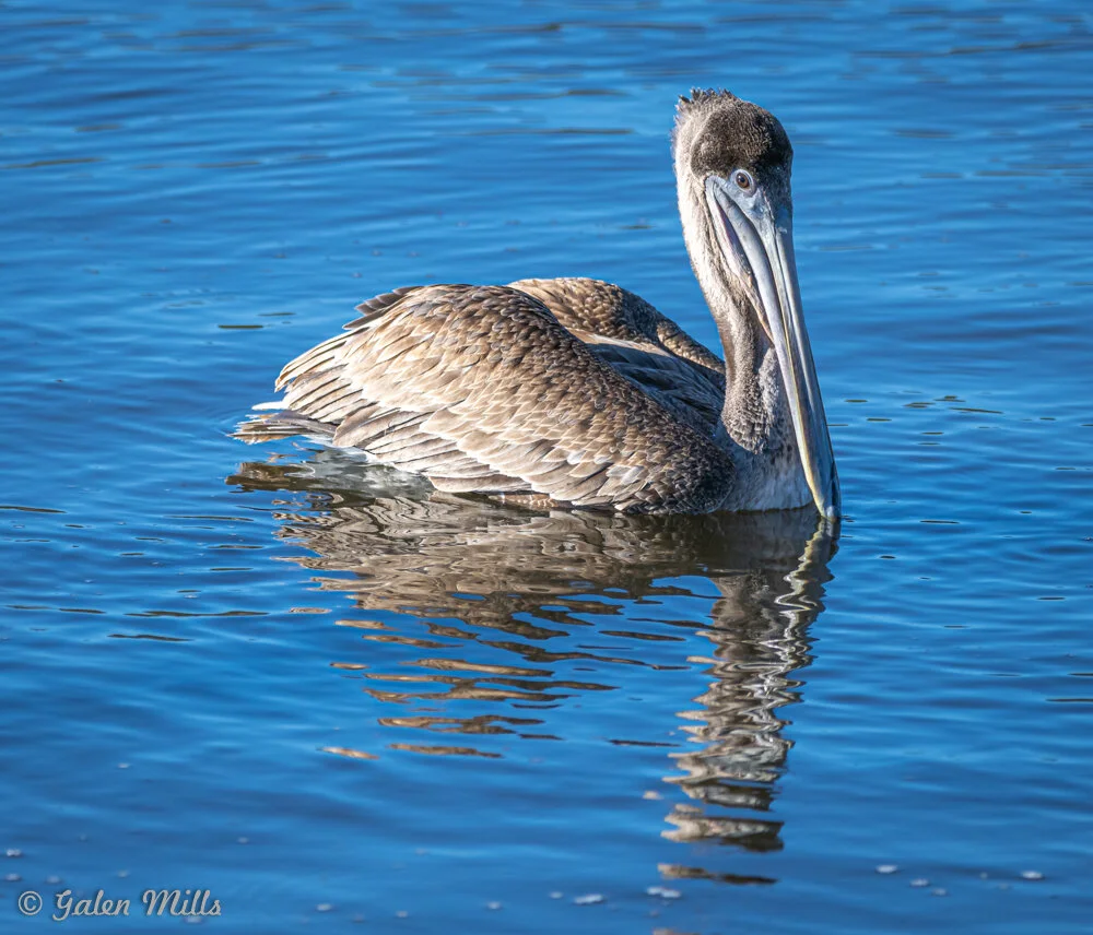 Brown pelican swimming in blue water