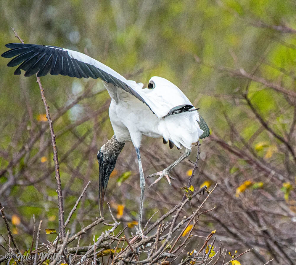 Wood stork balancing on branches with wings spread, surrounded by greenery.