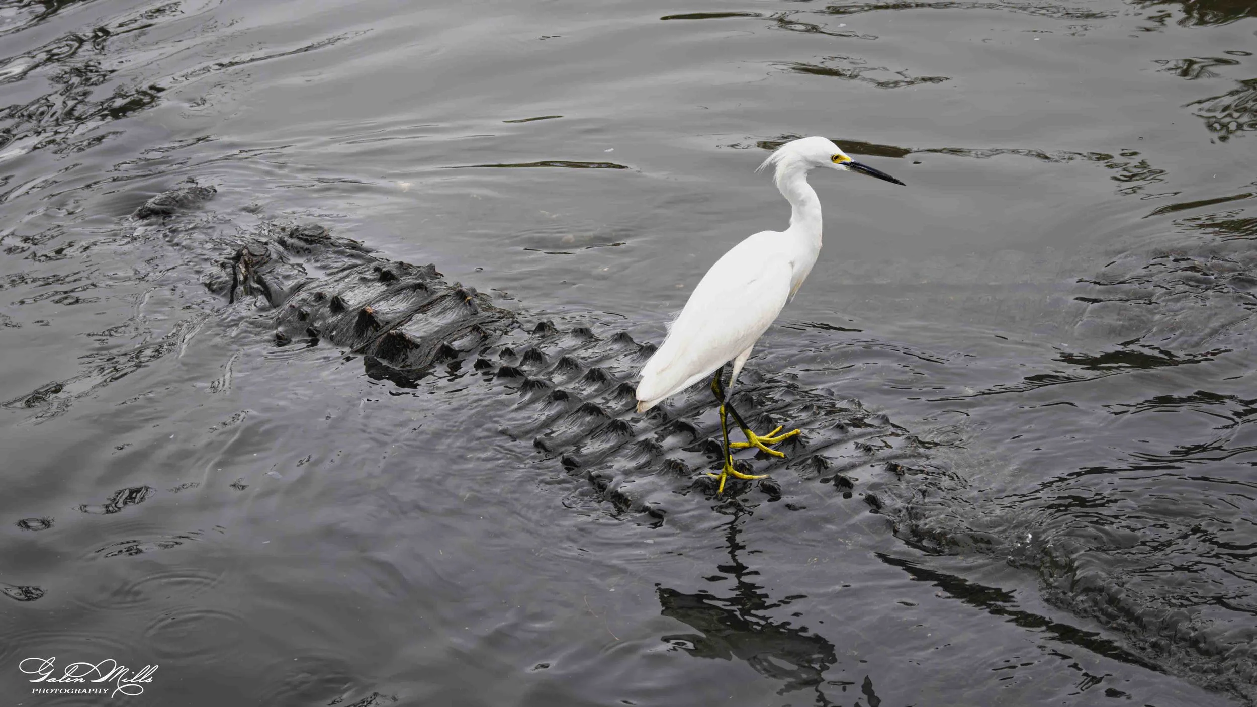 SS Wildlife a-35.jpg
