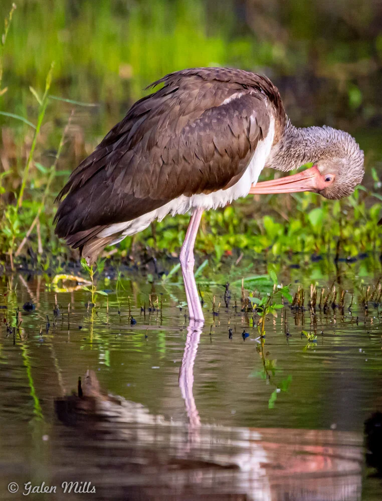 A white ibis standing in a shallow body of water, preening its feathers. The bird has a long pink beak, brownish body, and white underparts, with a reflection visible in the water. Green vegetation surrounds the scene.